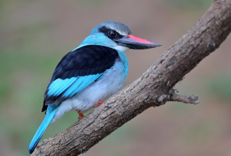 Halcyon smyrnensis