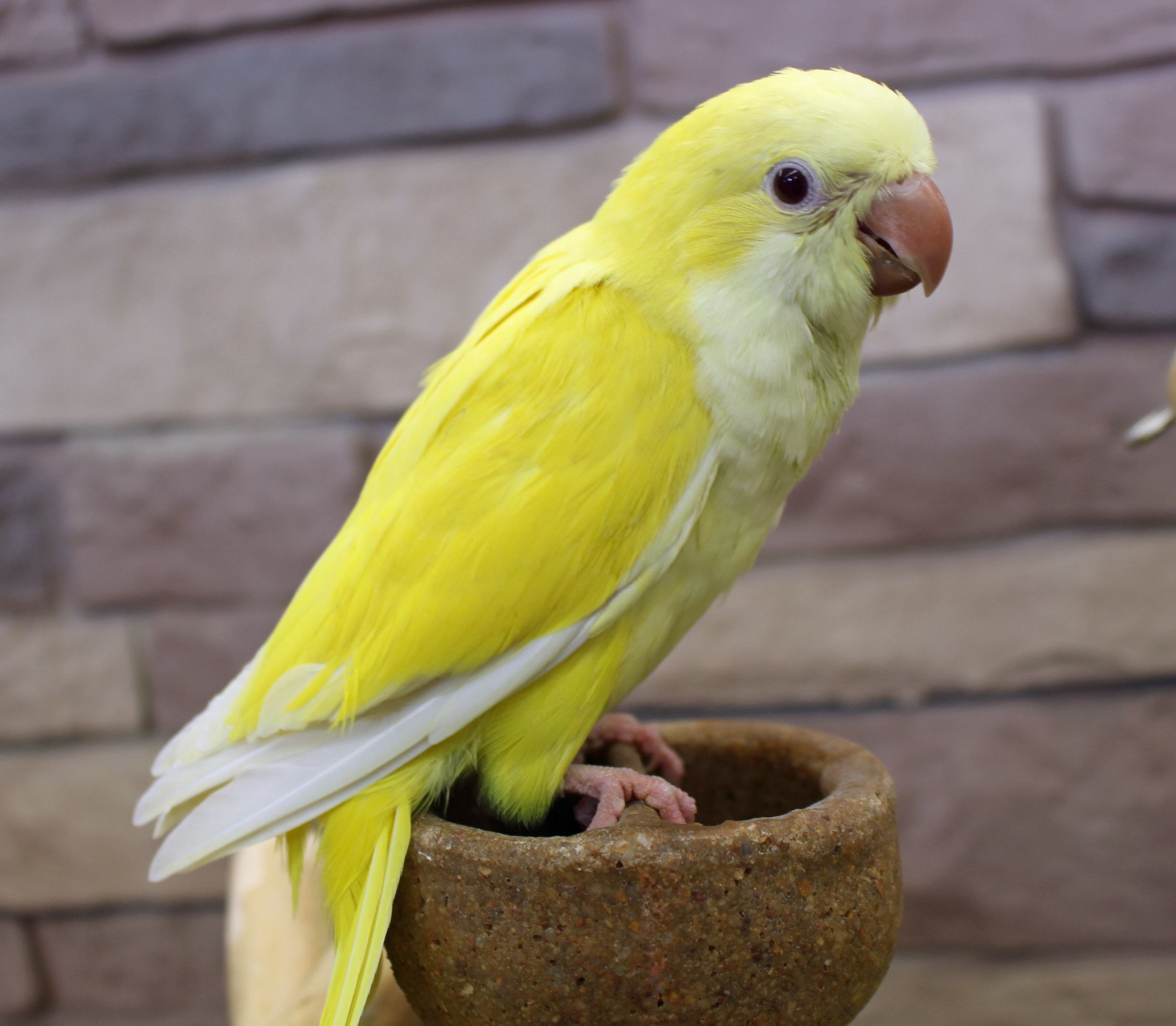 Большой желтый попугай