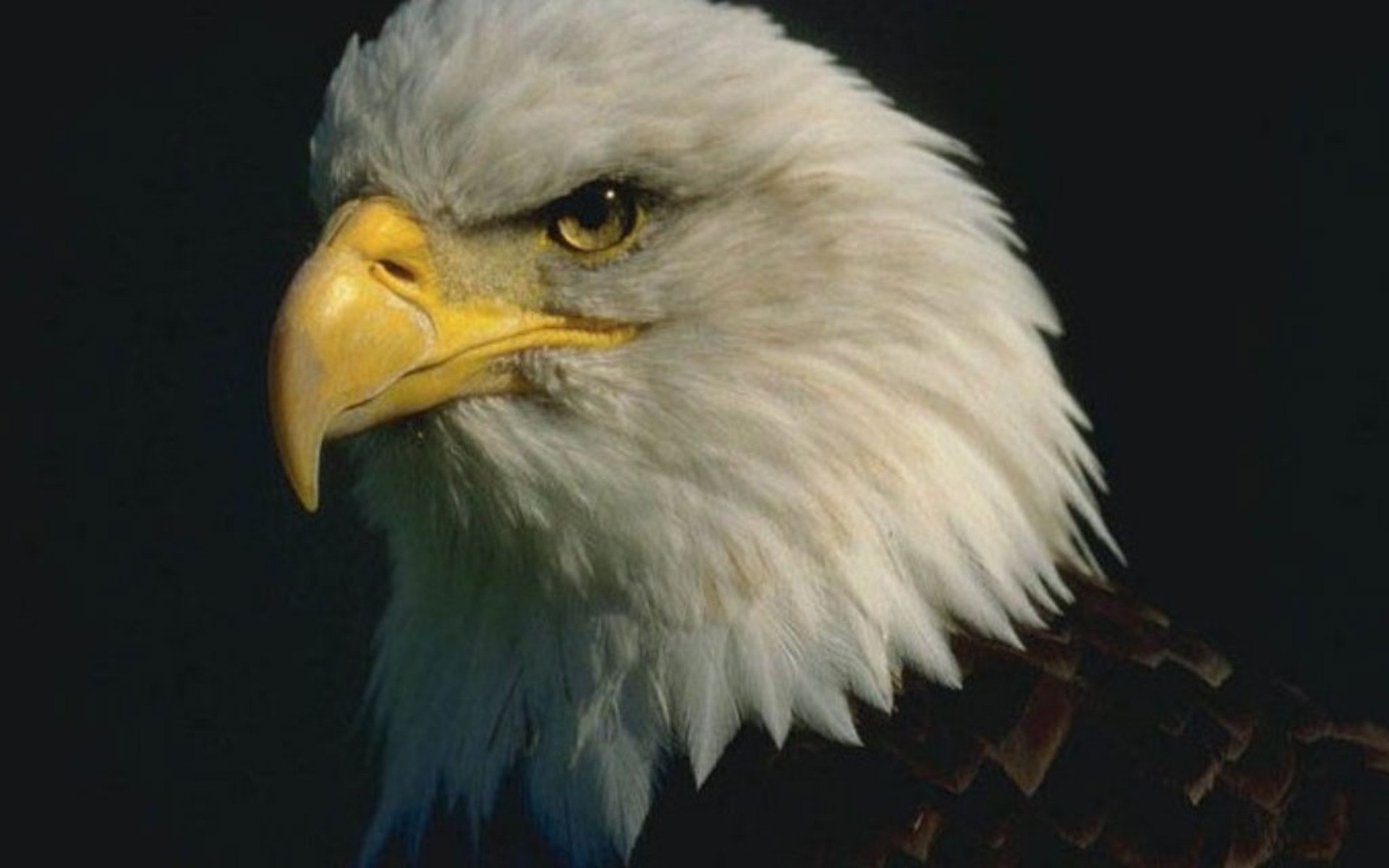 Eagle head