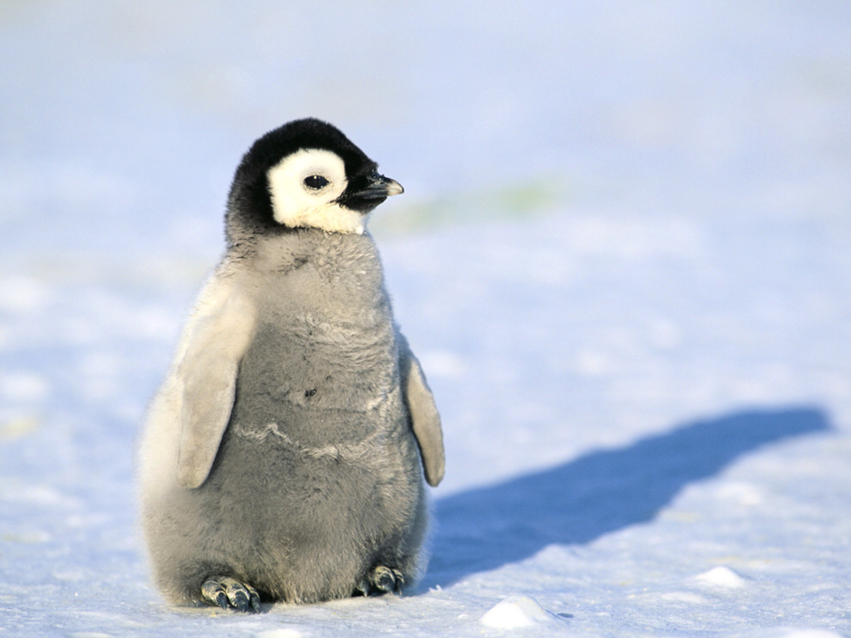 Фото пингвиненка в хорошем качестве