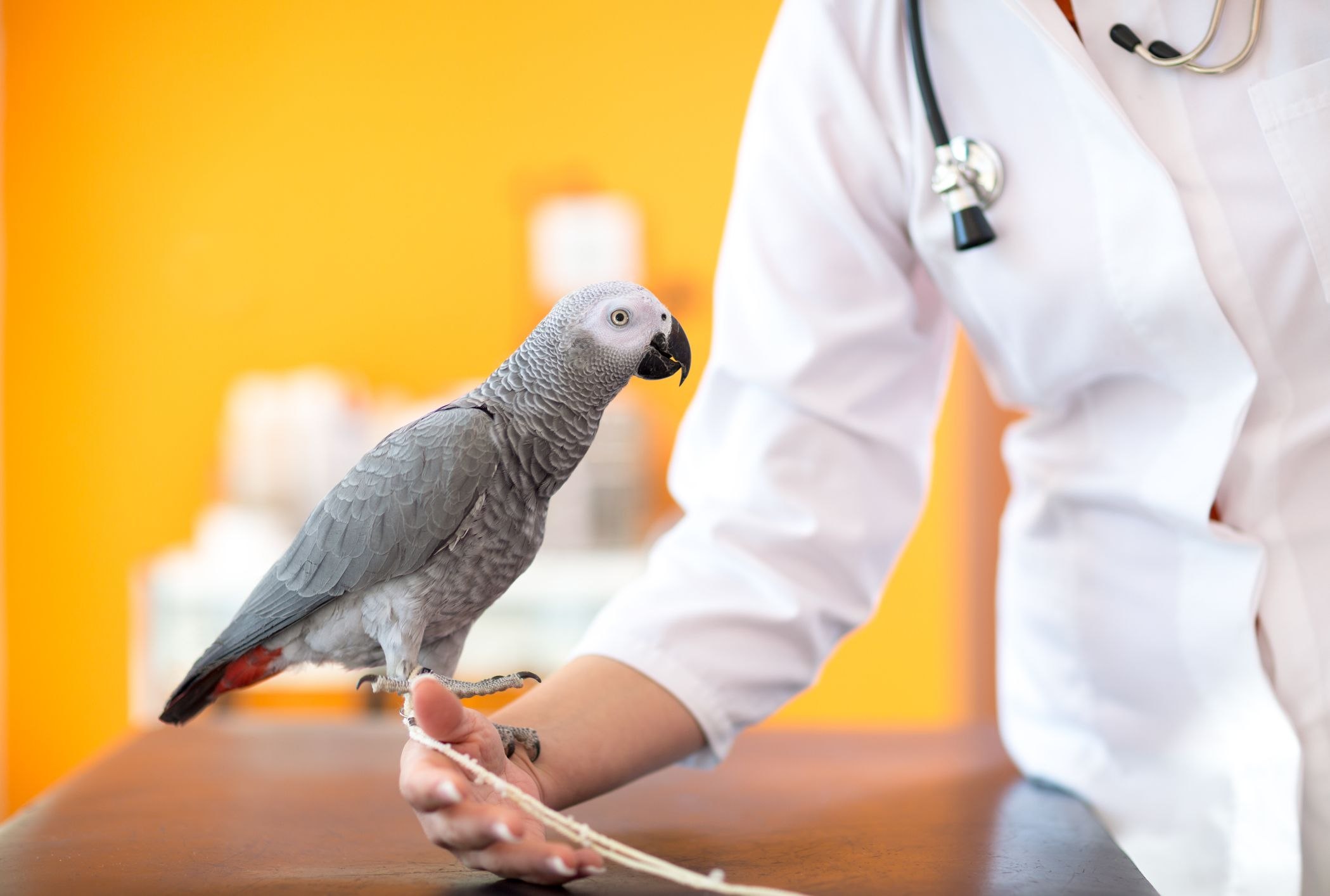 Ветеринар орнитолог. Ветеринарная клиника попугай. Попугай у ветеринара. Попугай медик. Ветеринар с попугаем.