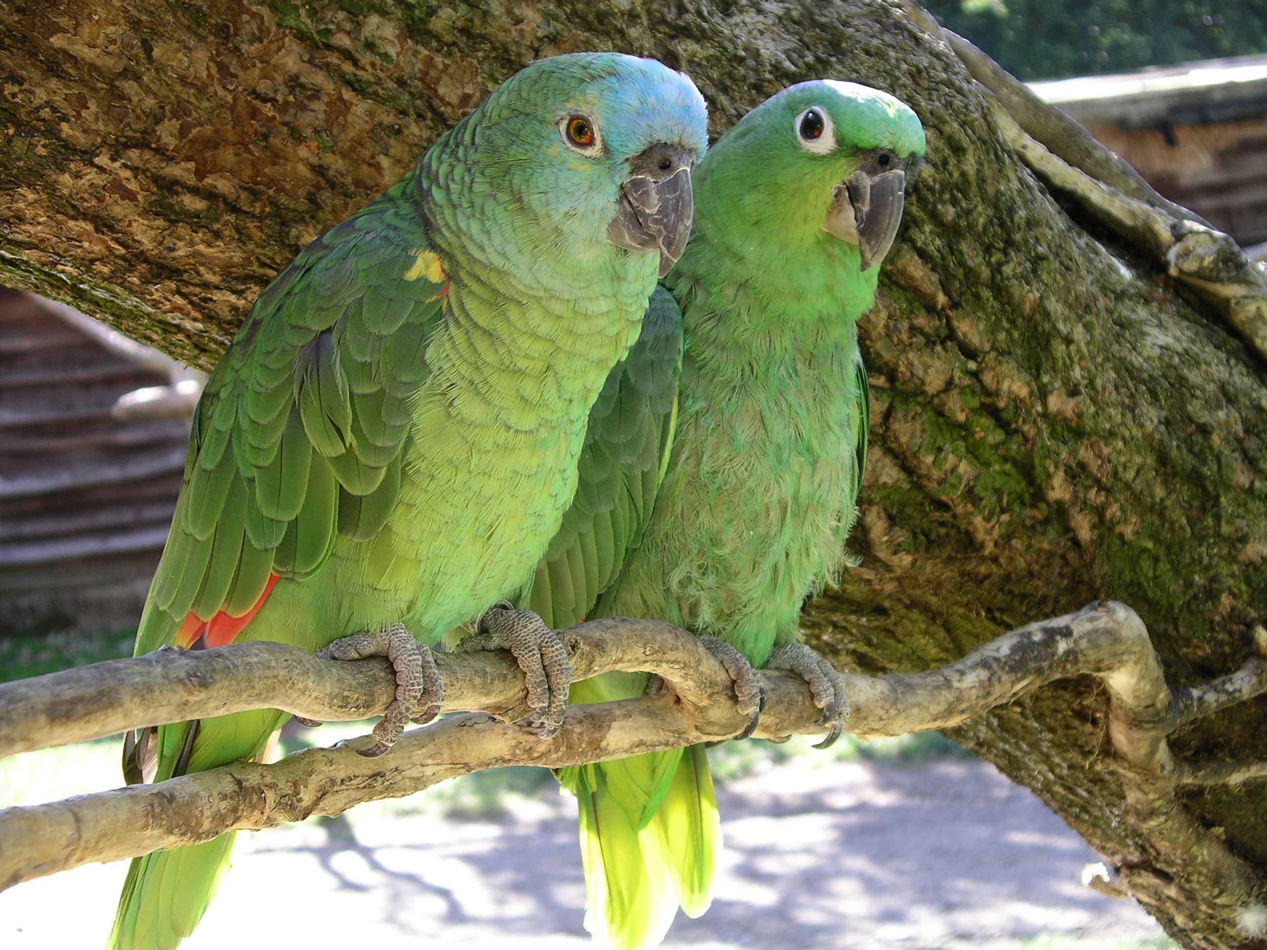 Жили были попугаи. Кубинский Амазон попугай. Белолобый Амазон попугай. Попугай зеленый Амазон. Попугай синелобый Амазон.