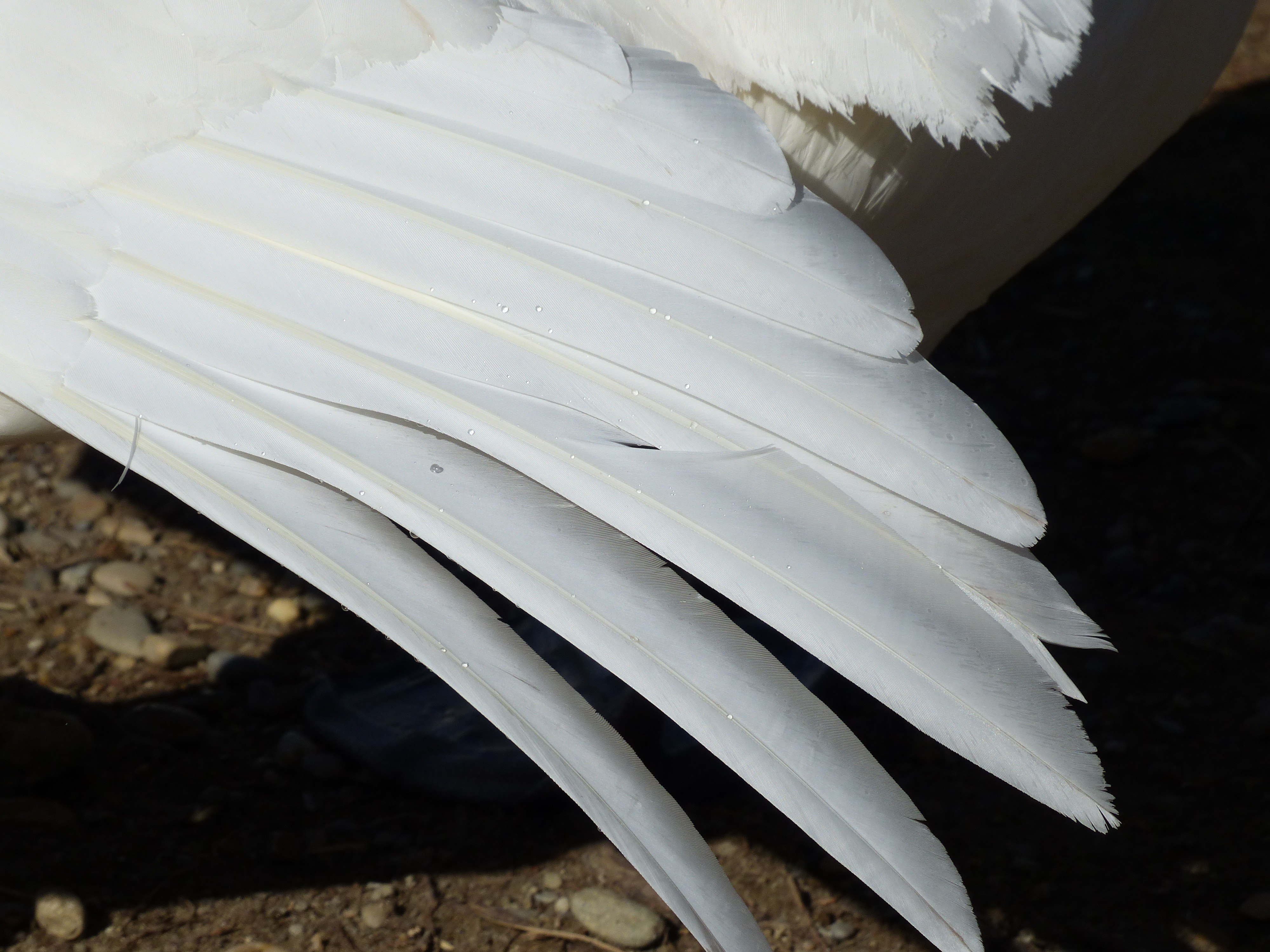 Стали птицы на крыло. Лебединое перо. Белое перо. Перо лебедя. Крылья перья.