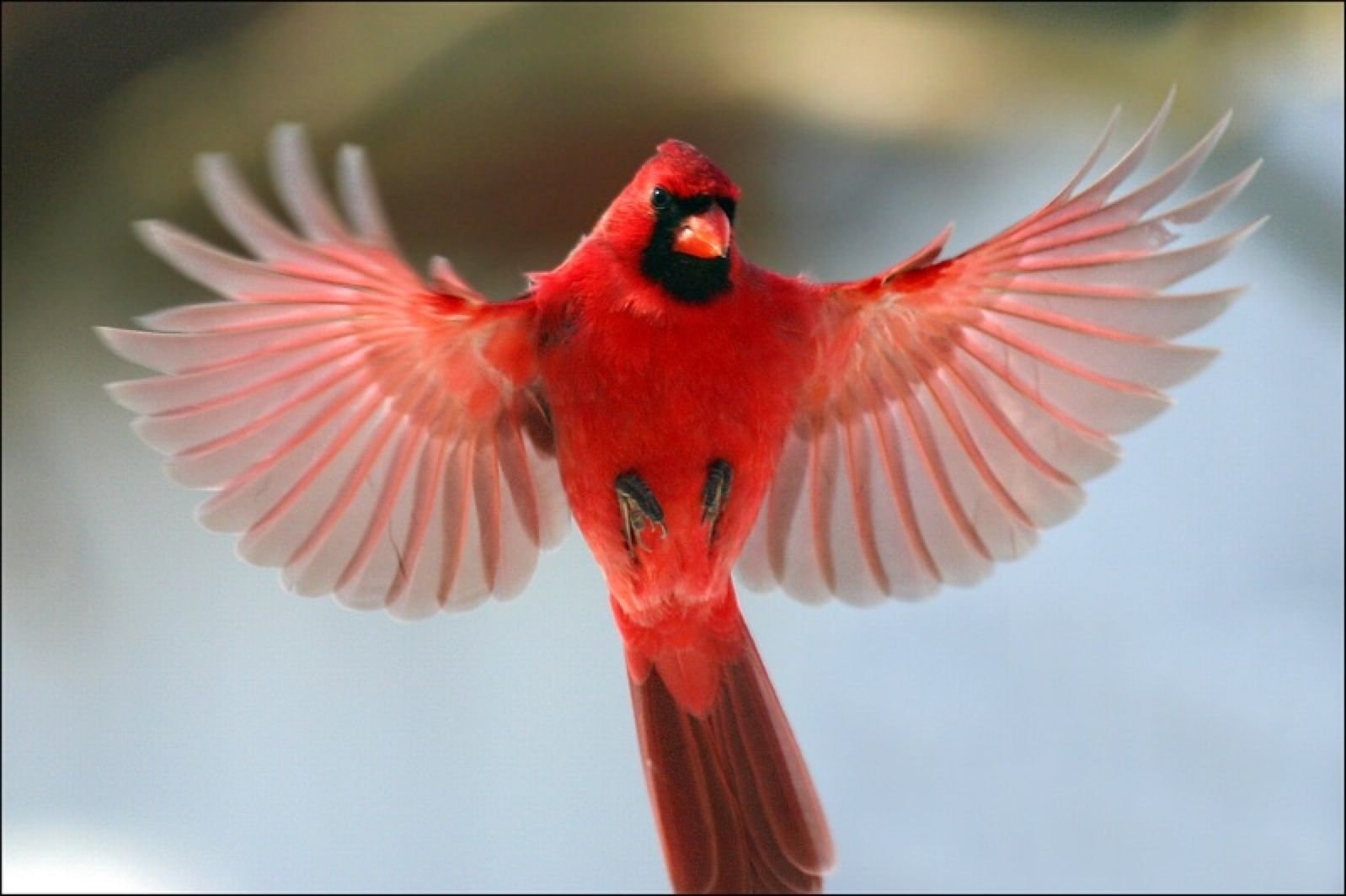 Красна птица пением. Красный овсянковый Кардинал. Красный Зяблик Кардинал. Красный хохлатый Кардинал. Попугайный Кардинал.