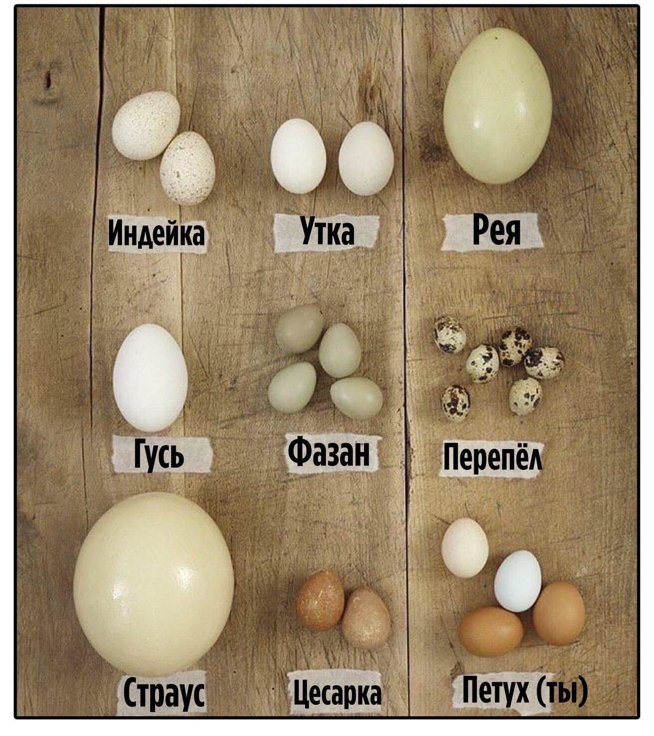 Разные яйца