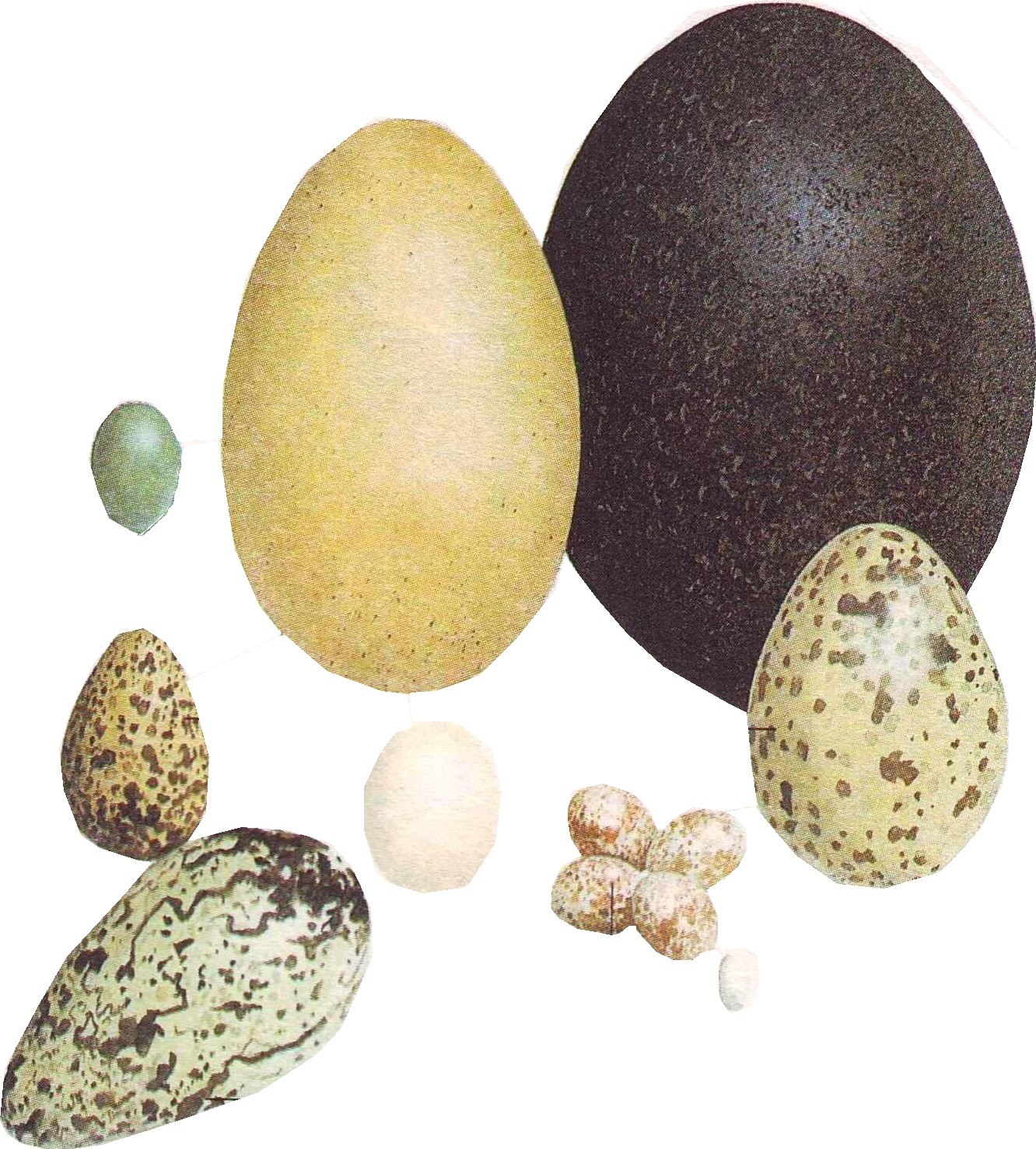 Какого цвета яйца птиц. Яйца птиц. Разноцветные птичьи яйца. Скорлупа яиц птиц. Яйцо Птичье скорлупа.