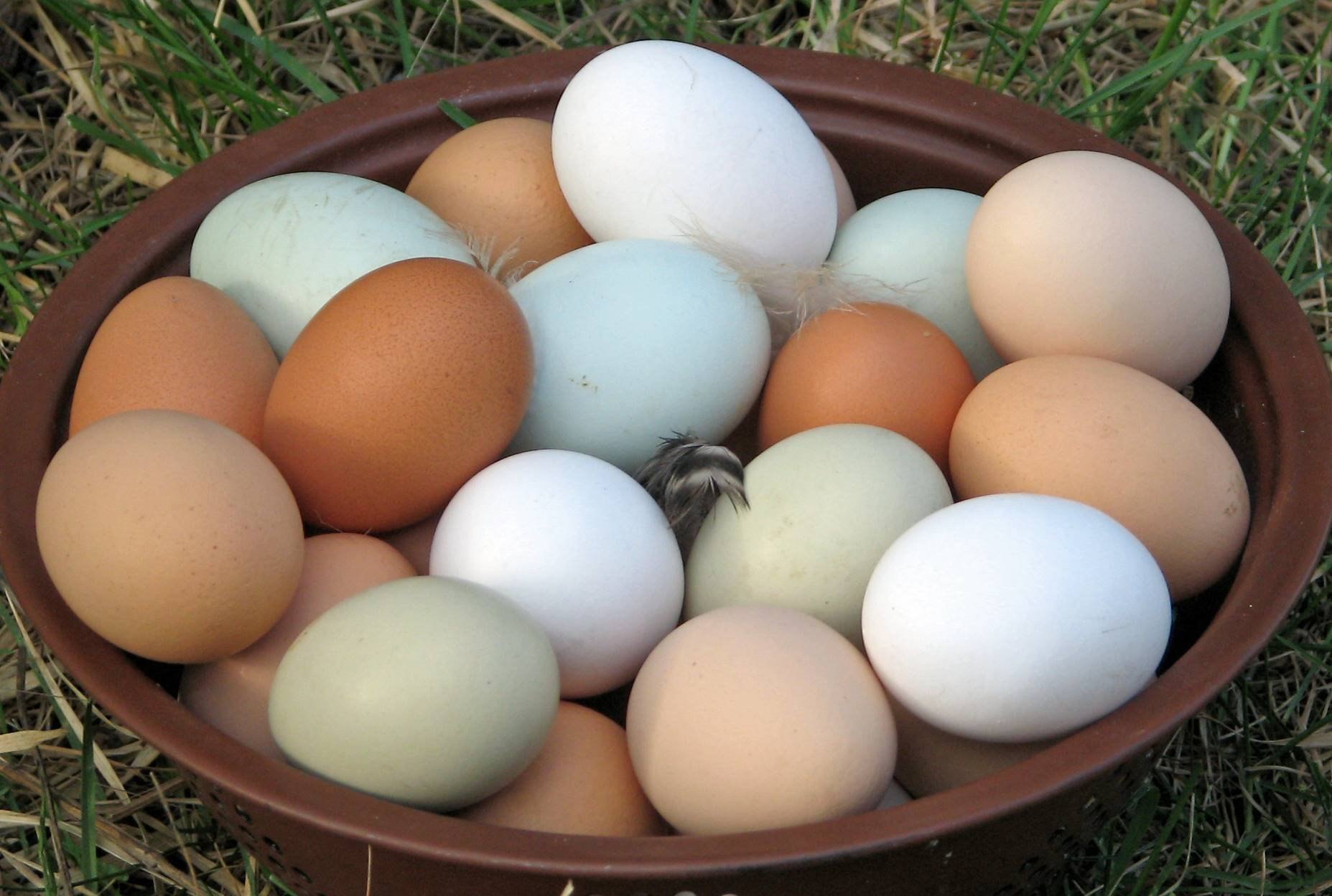 куры несущие цветные яйца фото