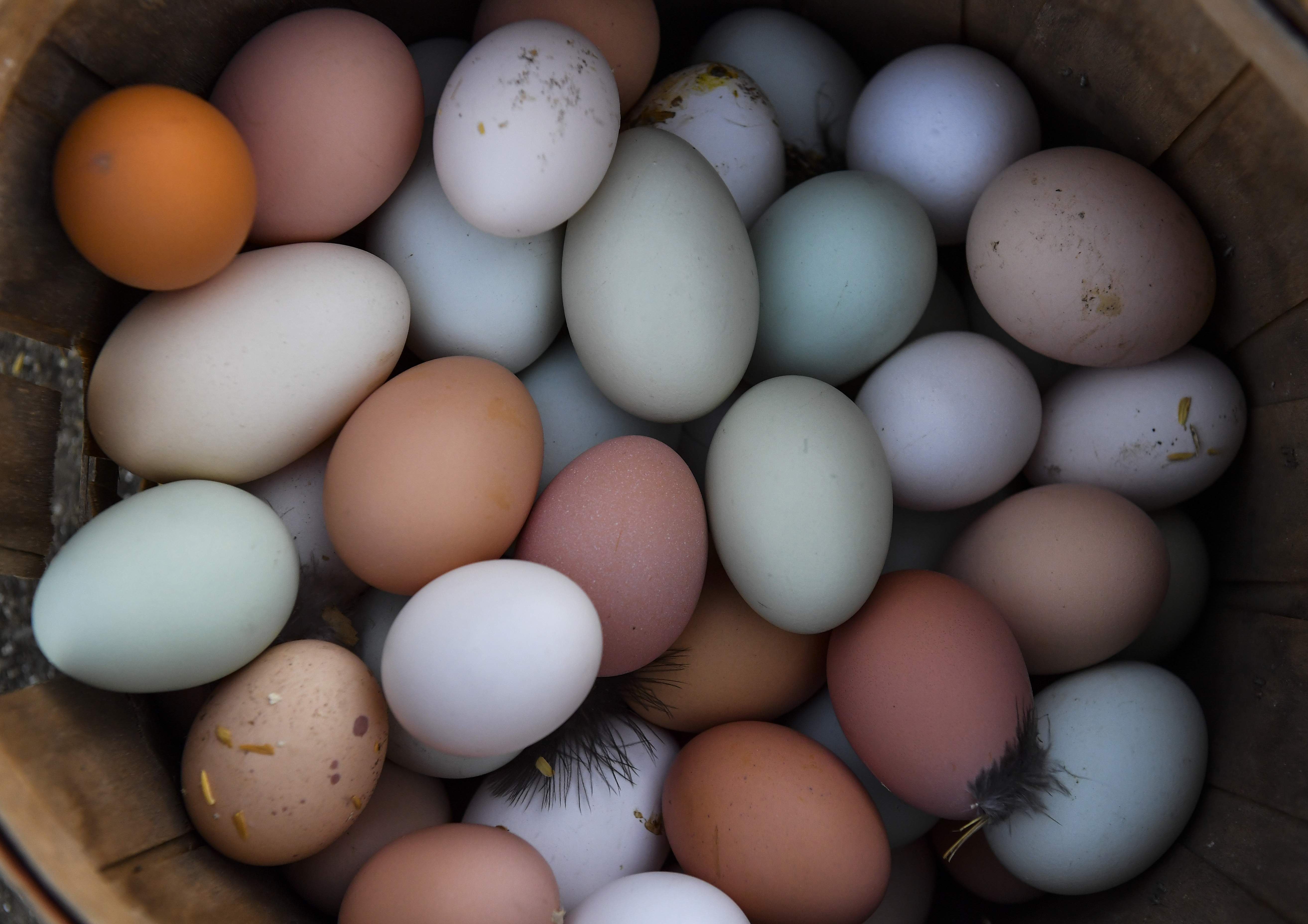 Яйца окрас. Маран куры яйца. Домашние яйца. Цветные яйца куриные. Разноцветные яйца домашние.