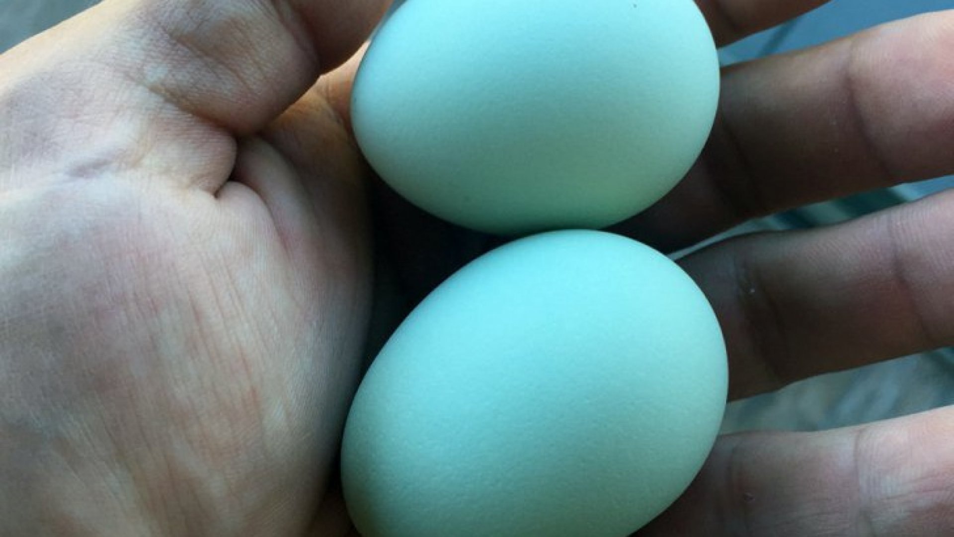 Фото кур несущих голубые яйца. Куры Араукана яйца. Араукана яйца. Курицы Араукана яйца. Араукана порода кур яйца.