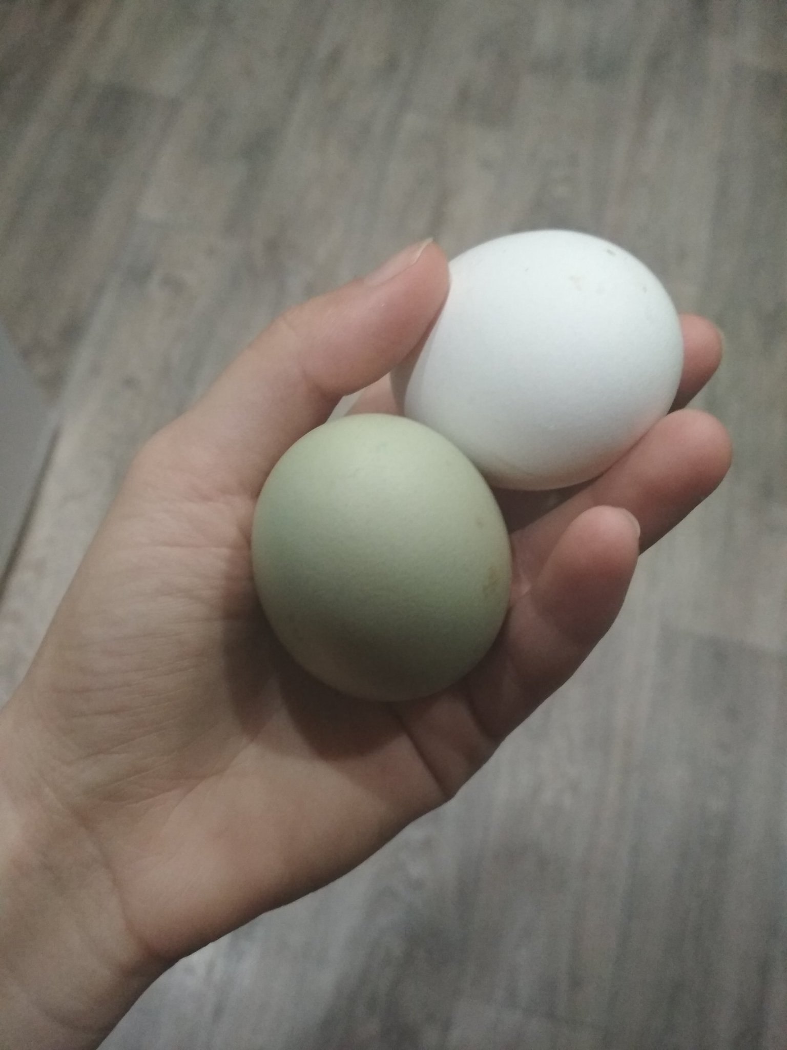 Куры несут 2 яйца в день. Араукана яйца. Зелёные куриные яйца. Цветные яйца куриные. Разноцветные куриные яйца.