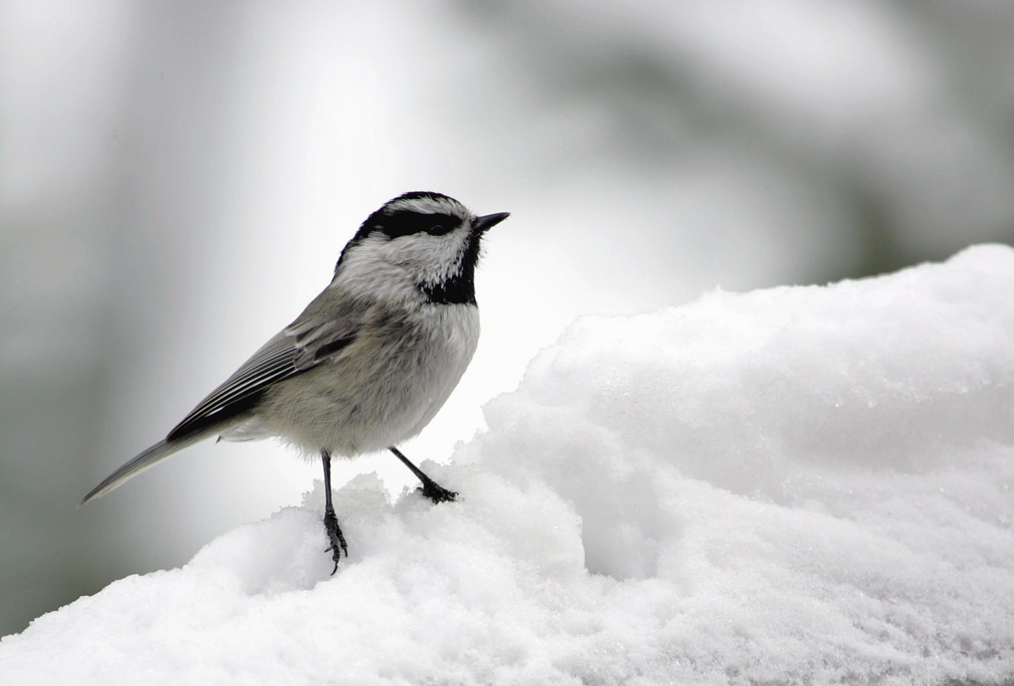 Серые птицы зимой. Зимние птицы. Зимние маленькие птички. Птички на снегу. Маленькая серенькая птичка зимующая.