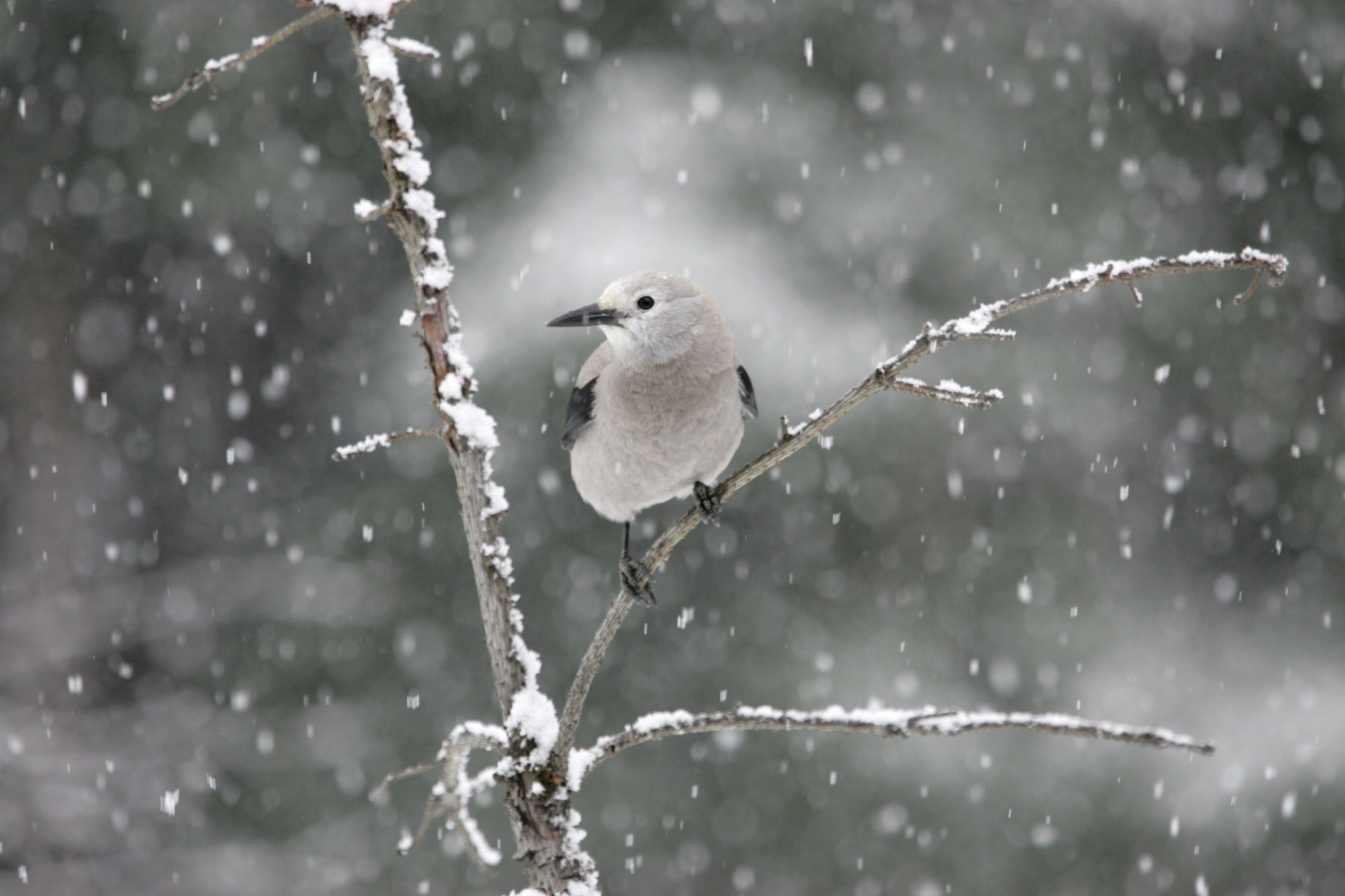 Серые птички зимой. Птички зимой. Птицы на снегу. Снежная птица. Снежная птица зимы.