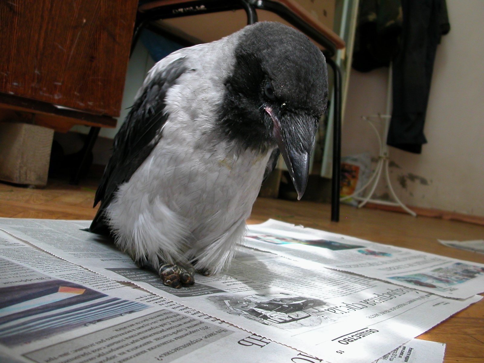 Читала ворона газету