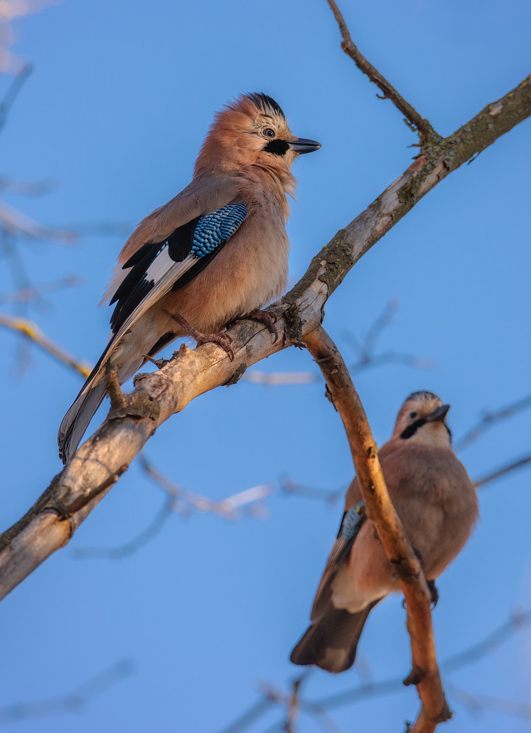 Какие птицы обитают в краснодарском крае список и фото