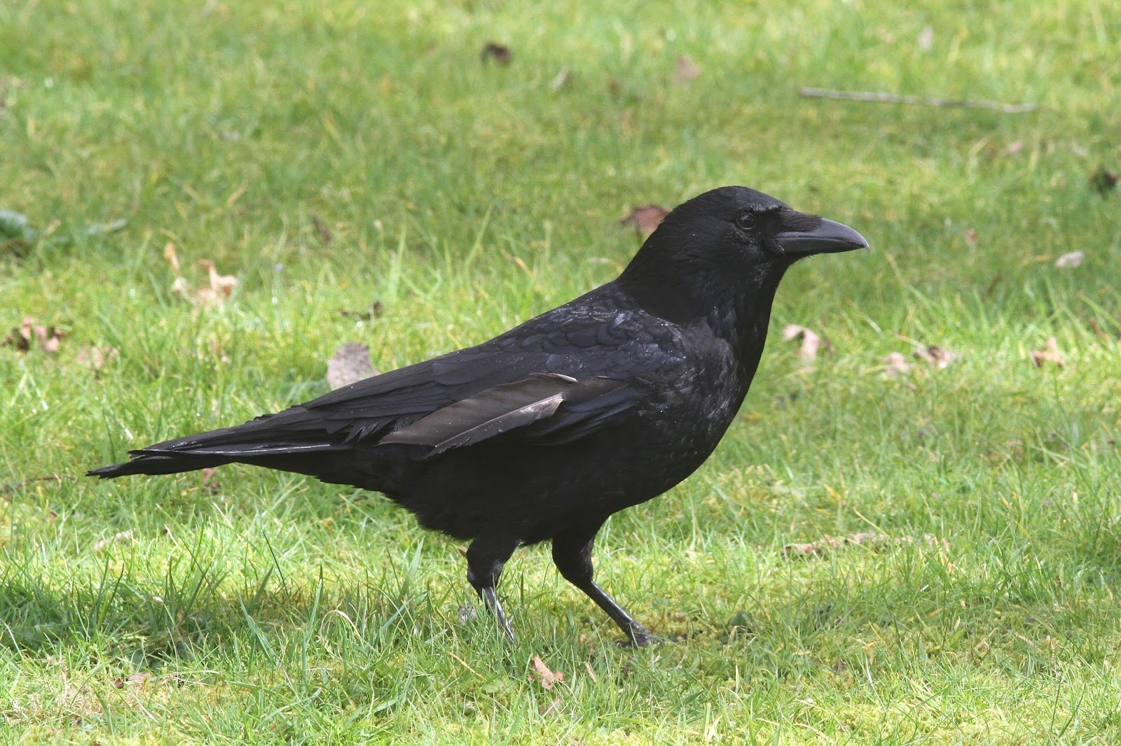 Черная птица сколько