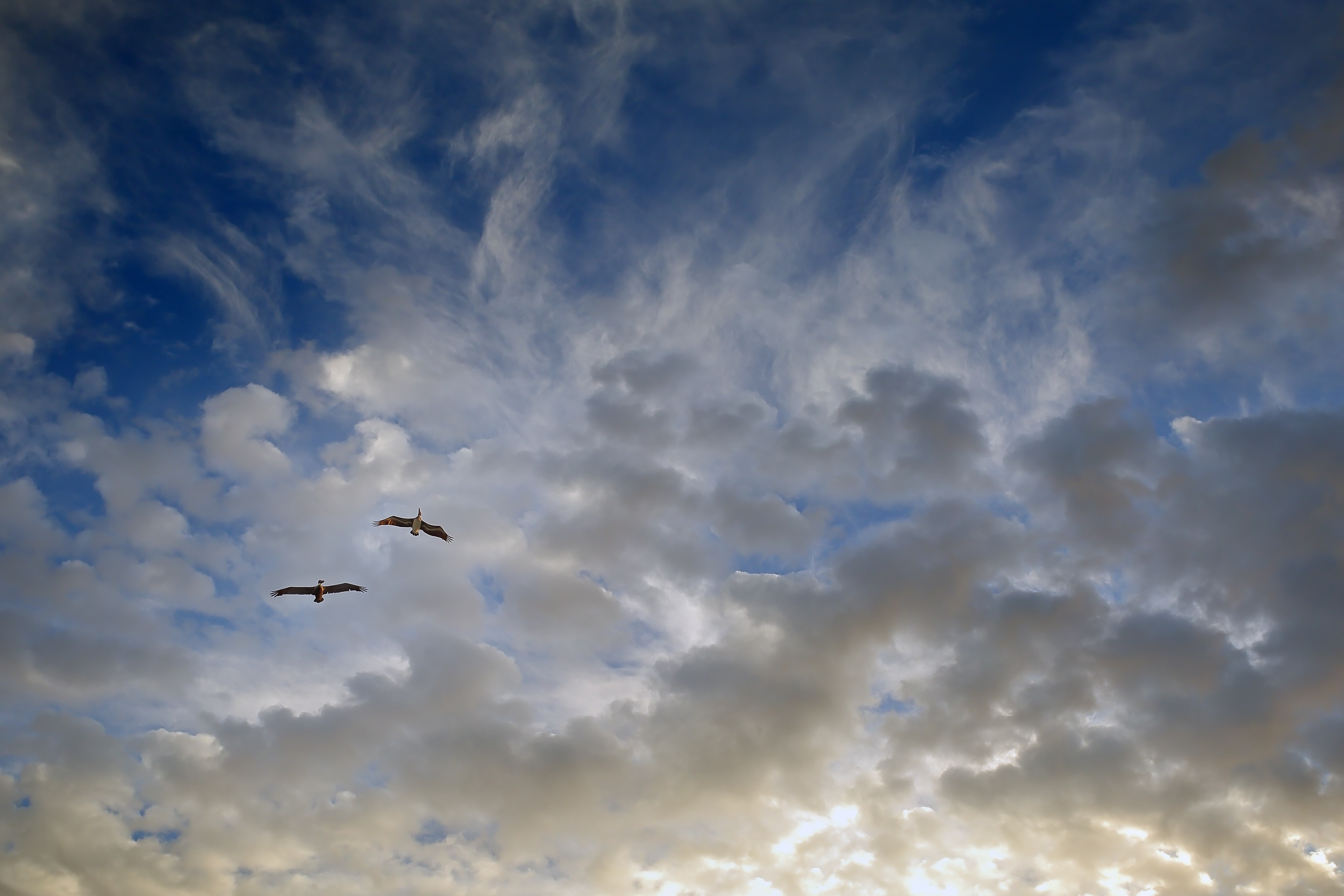 Heaven bird. Птицы в небе. Небо птицы облака. Птицы в облаках. Птицы летает в боблоках.