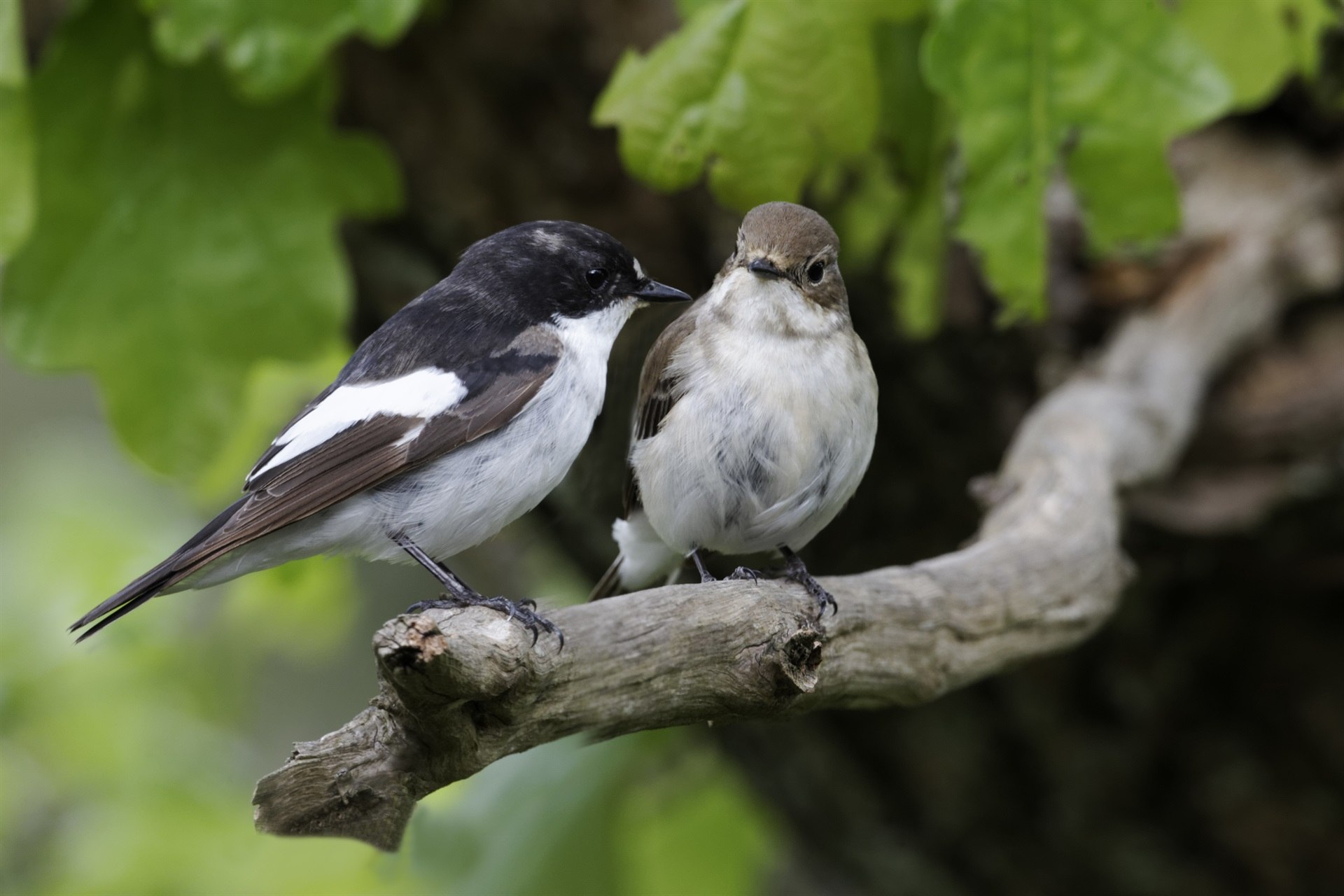 Мухоловка пеструшка птица фото самец и самка