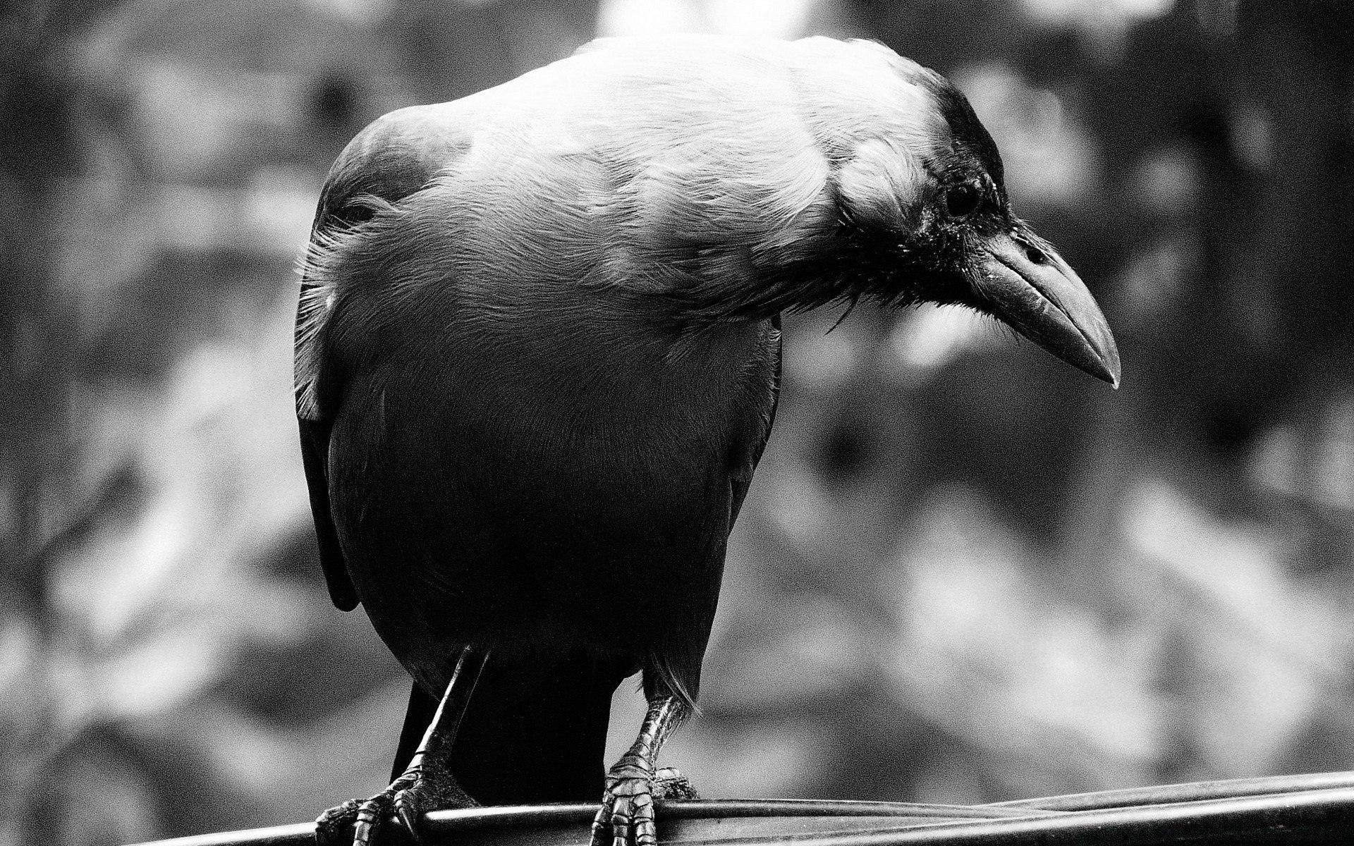 Птица Черно Белая