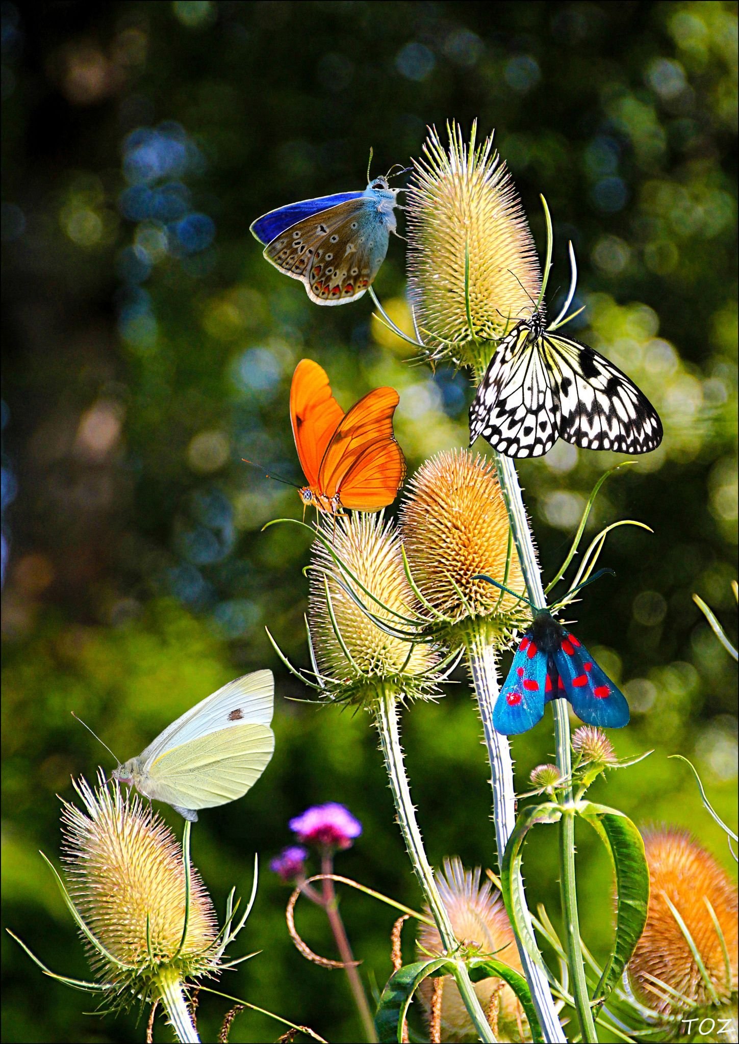 Фото бабочки порхают