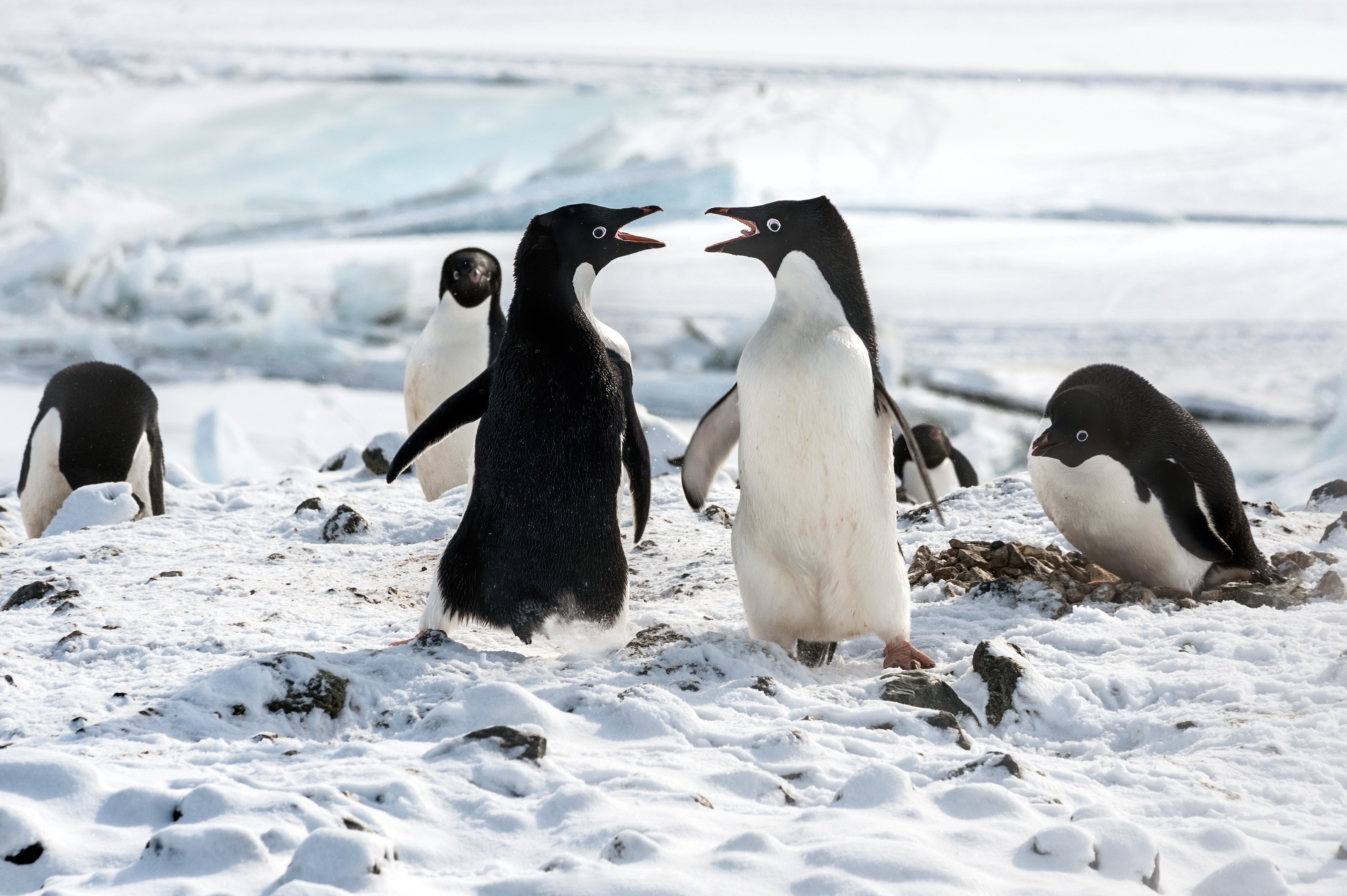 Жил был пингвин. Пингвин. Семейство пингвинов. Пингвины 2019. Образ жизни пингвинов.