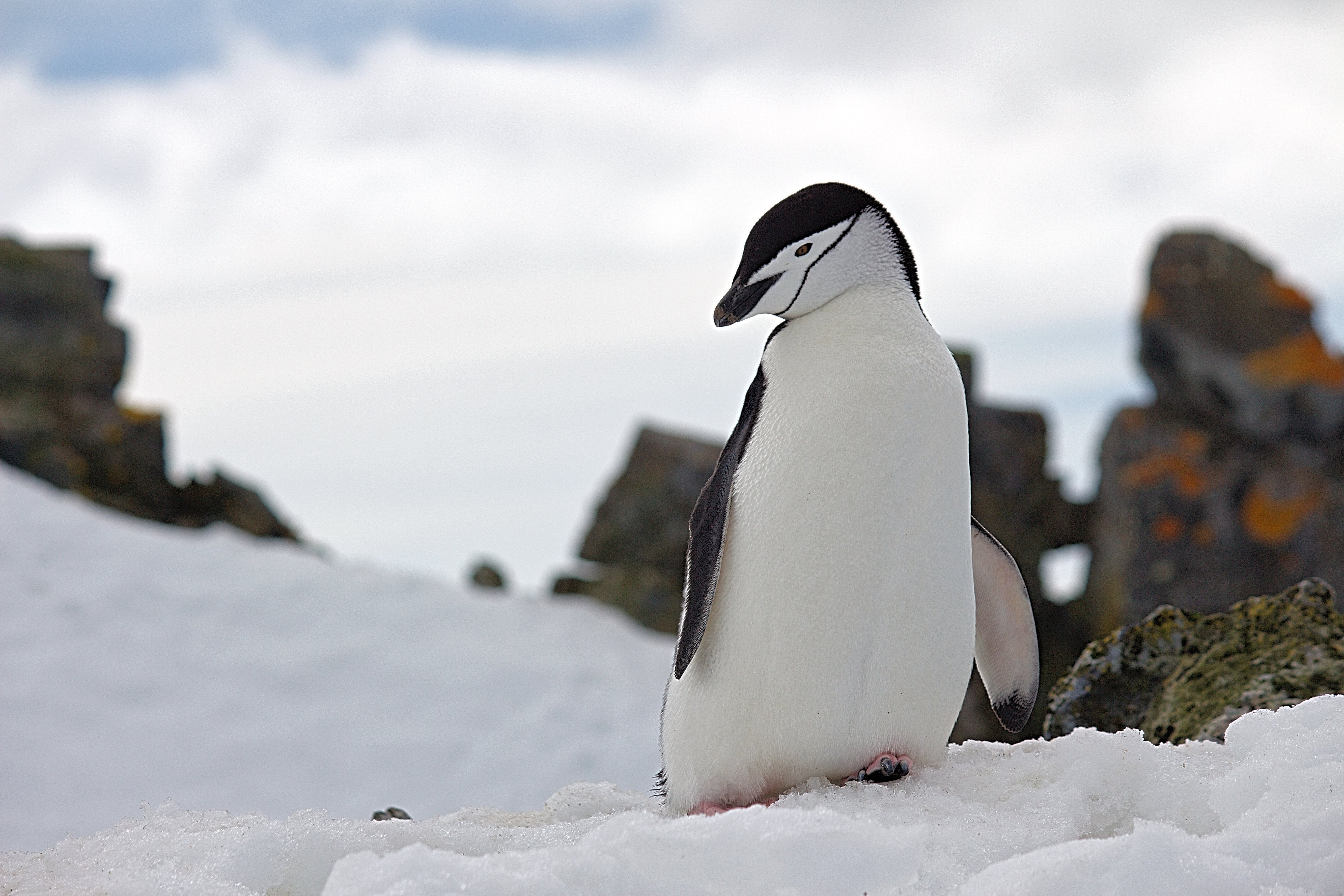 Где есть пингвины. Пингвины в Антарктиде. Антарктические пингвины (Pygoscelis). Императорский Пингвин в Антарктиде. Антарктида пингвины Адели.