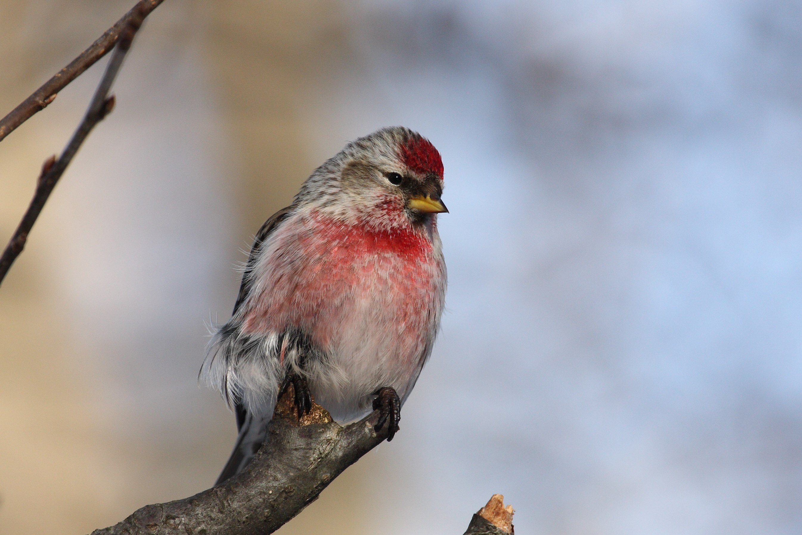 Чечётка (обыкновенная чечётка) (Acanthis flammea (Carduelis flammea))