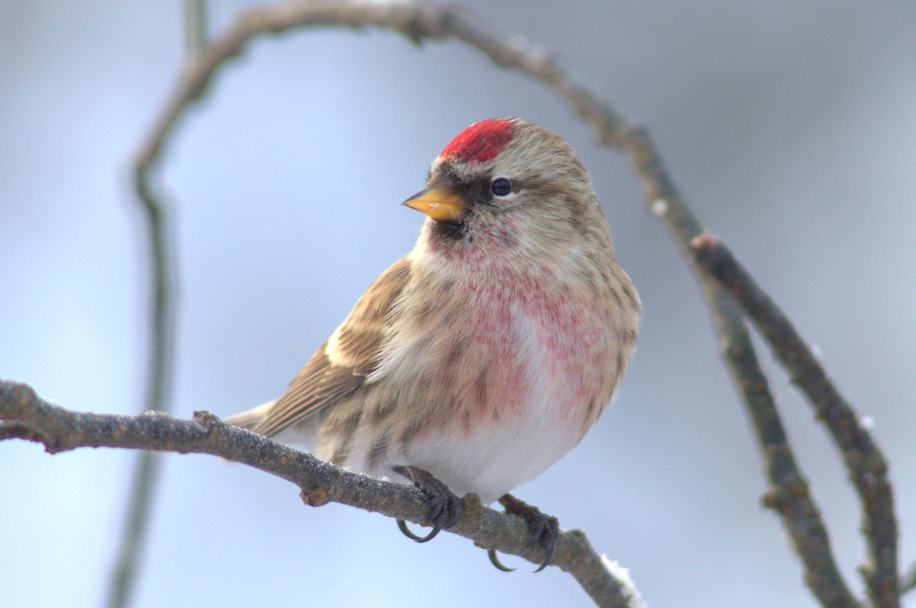 Carduelis flammea