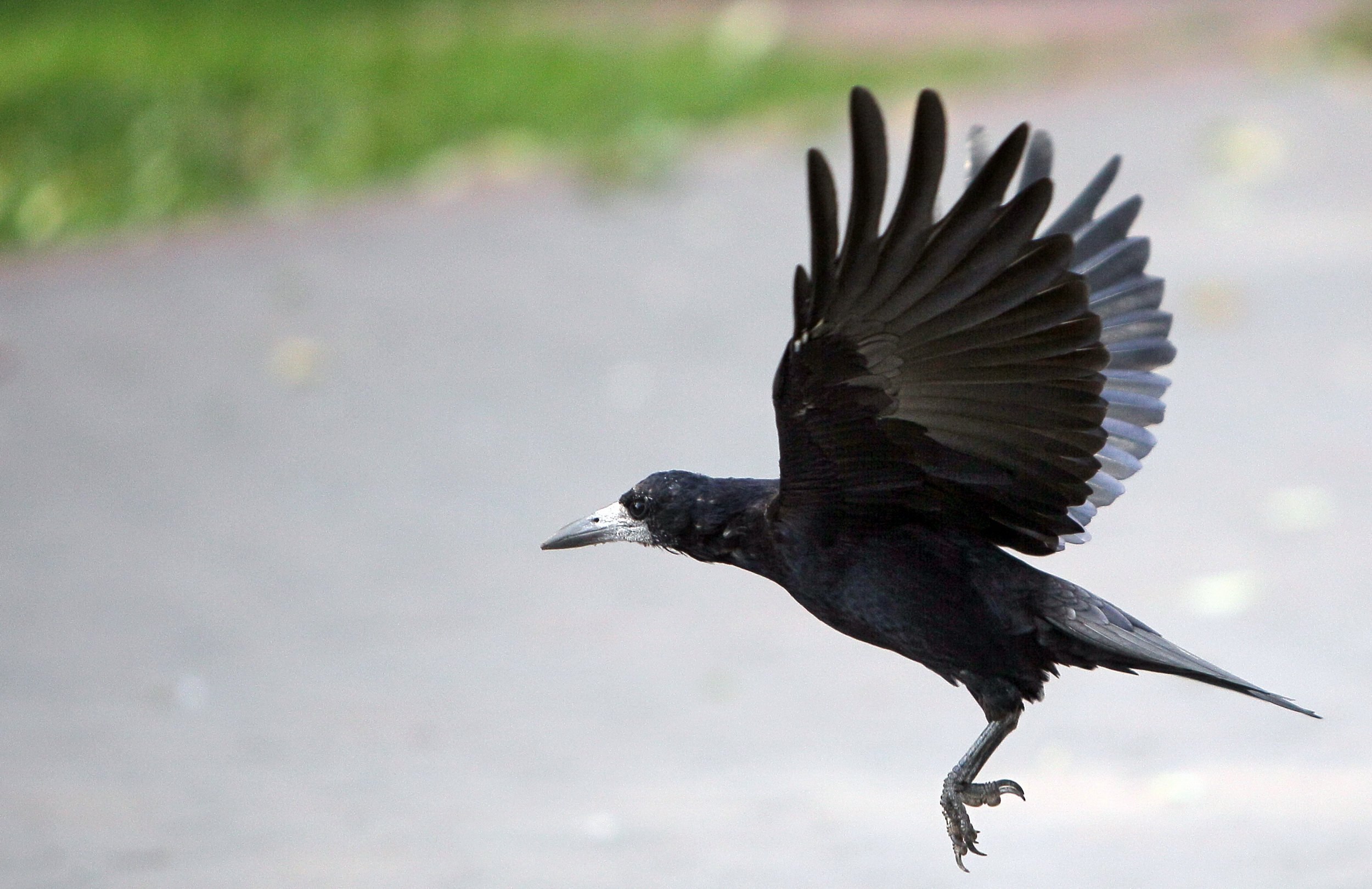 Crows flight. Грач (птица). Грач в полете. Ворона в полете. Ворона взлетает.