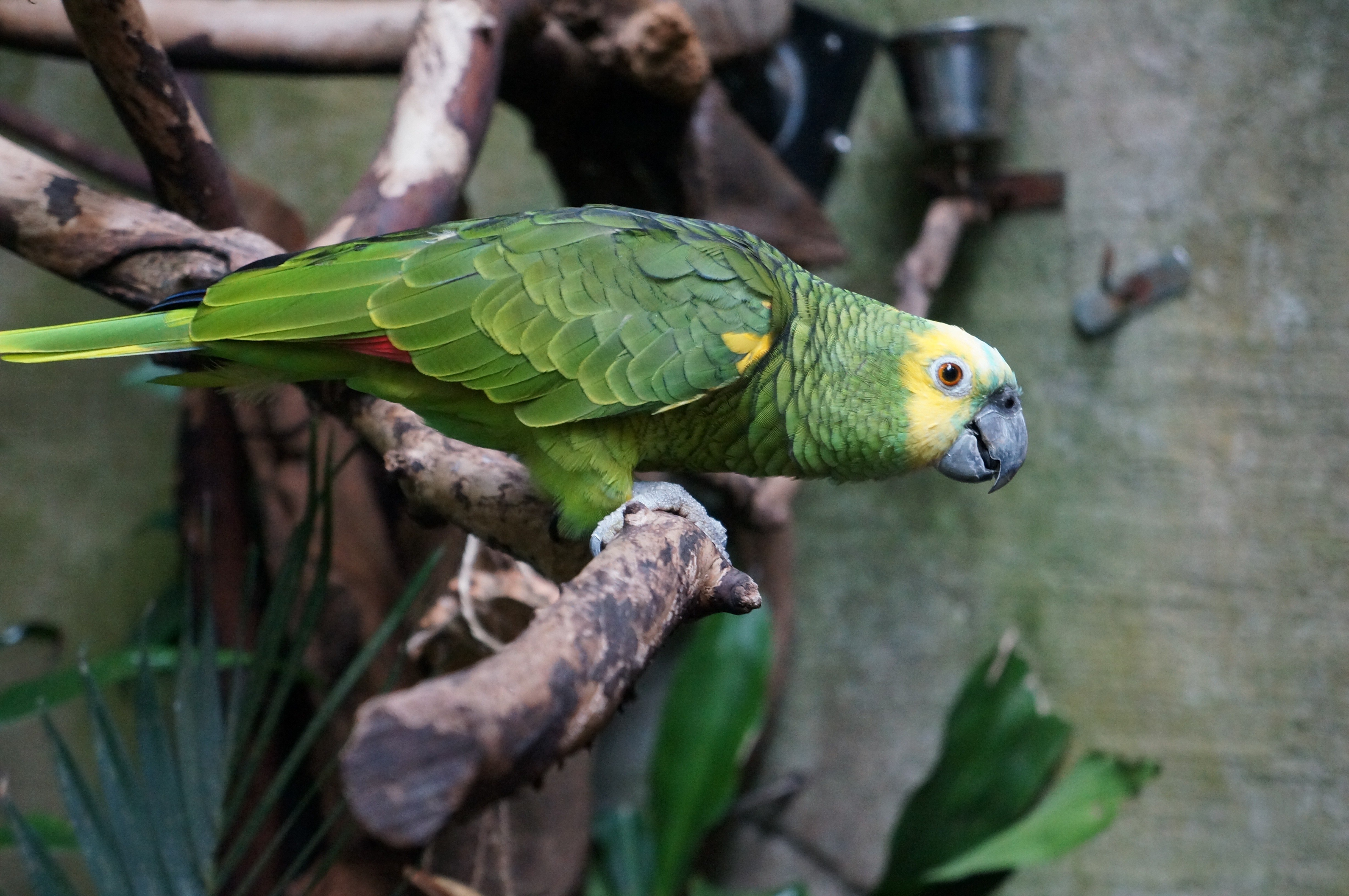 Parrots are the pets. Зеленый амазонский попугай. Амазон попугай. Попугай зеленый Амазон. Попугай амазонский ара.