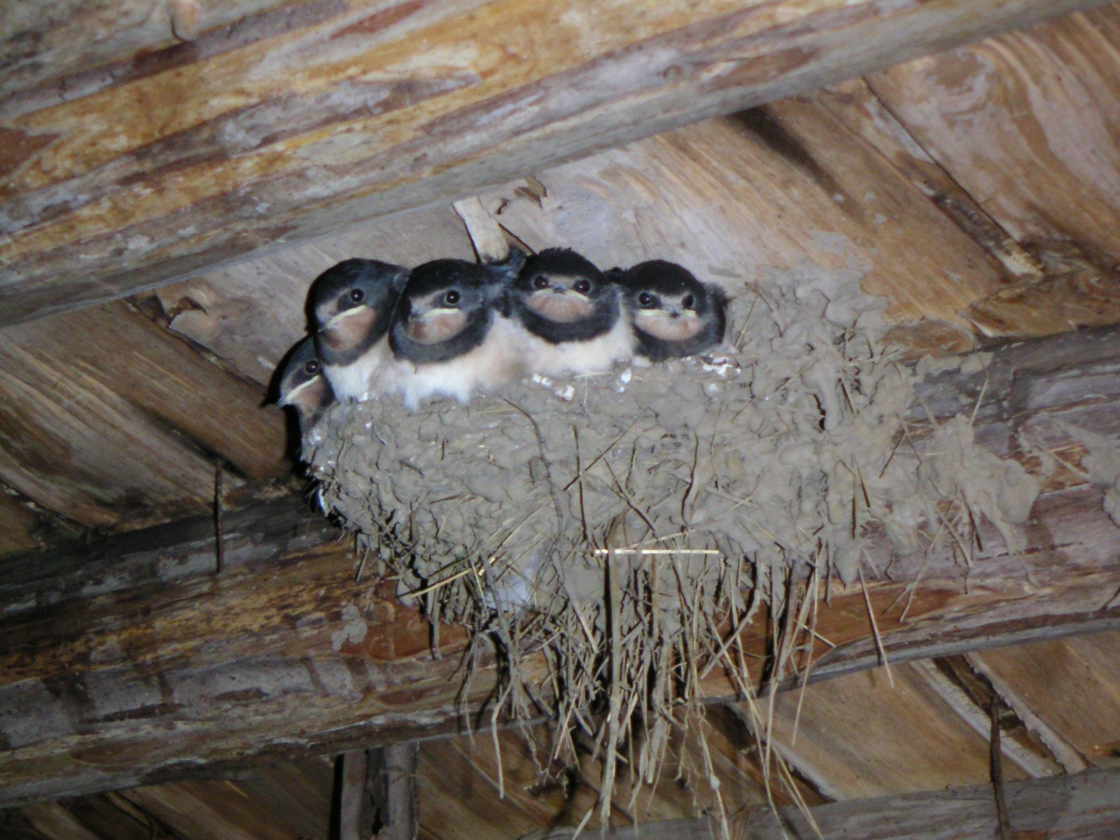 Птенец на крыше. Гнездо ласточки береговушки. Ласточки птицы гнездо в стайке. Ласточка гнездо птенцы. Ласточкино гнездо с птенцами.