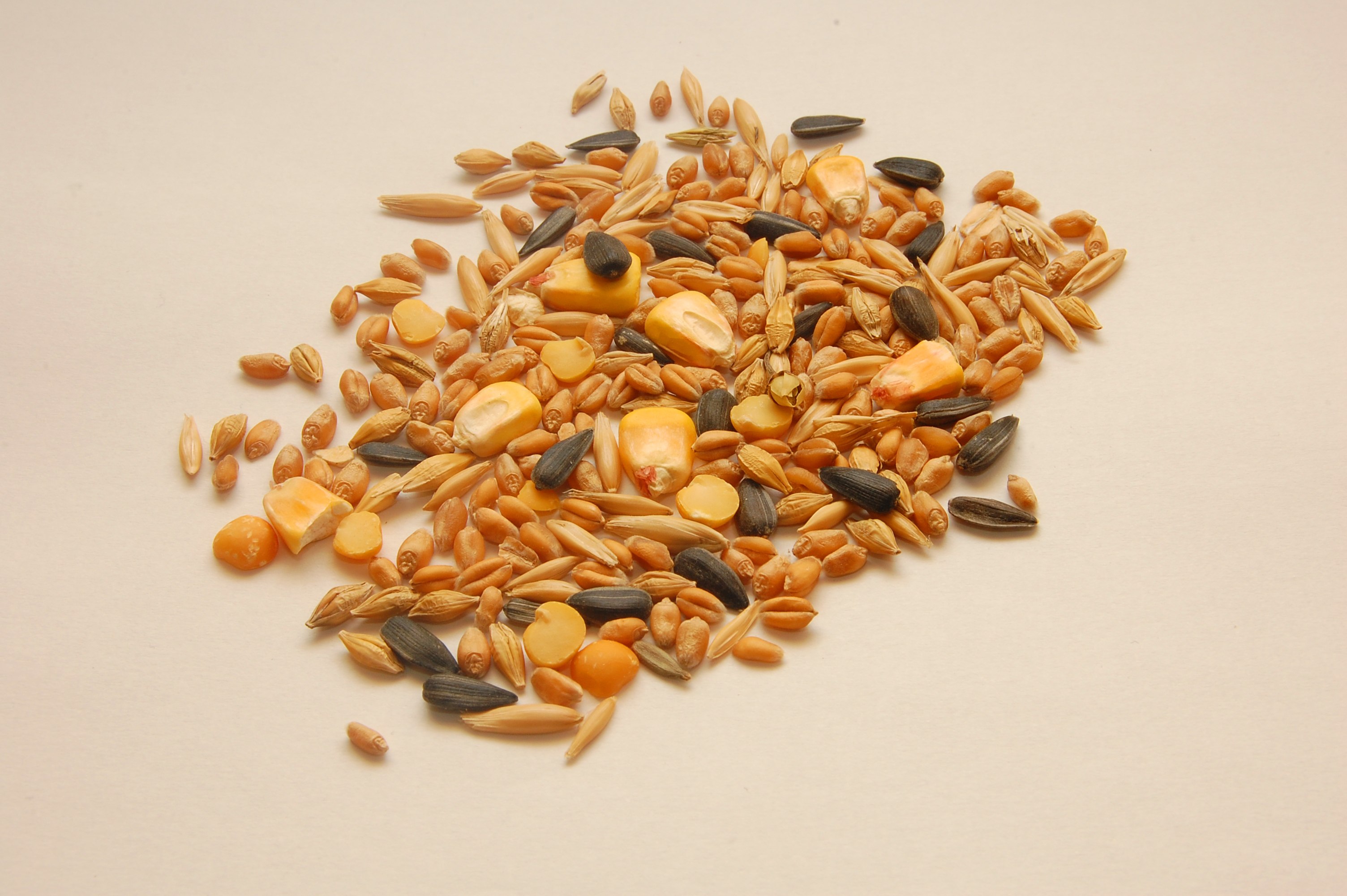 Злаковые корма. Овес (семена, 500 г). Зерно для птиц. Зерновые корма для птиц. Семечки для птиц.