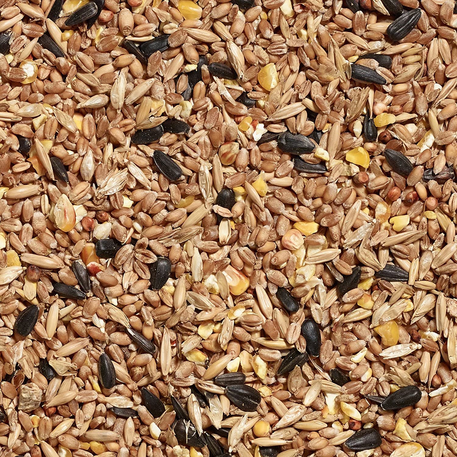 Пшеничная птица. Птичка и зерно. Зерно для птиц. Зернышки для птиц. Отсев зерна для птиц.