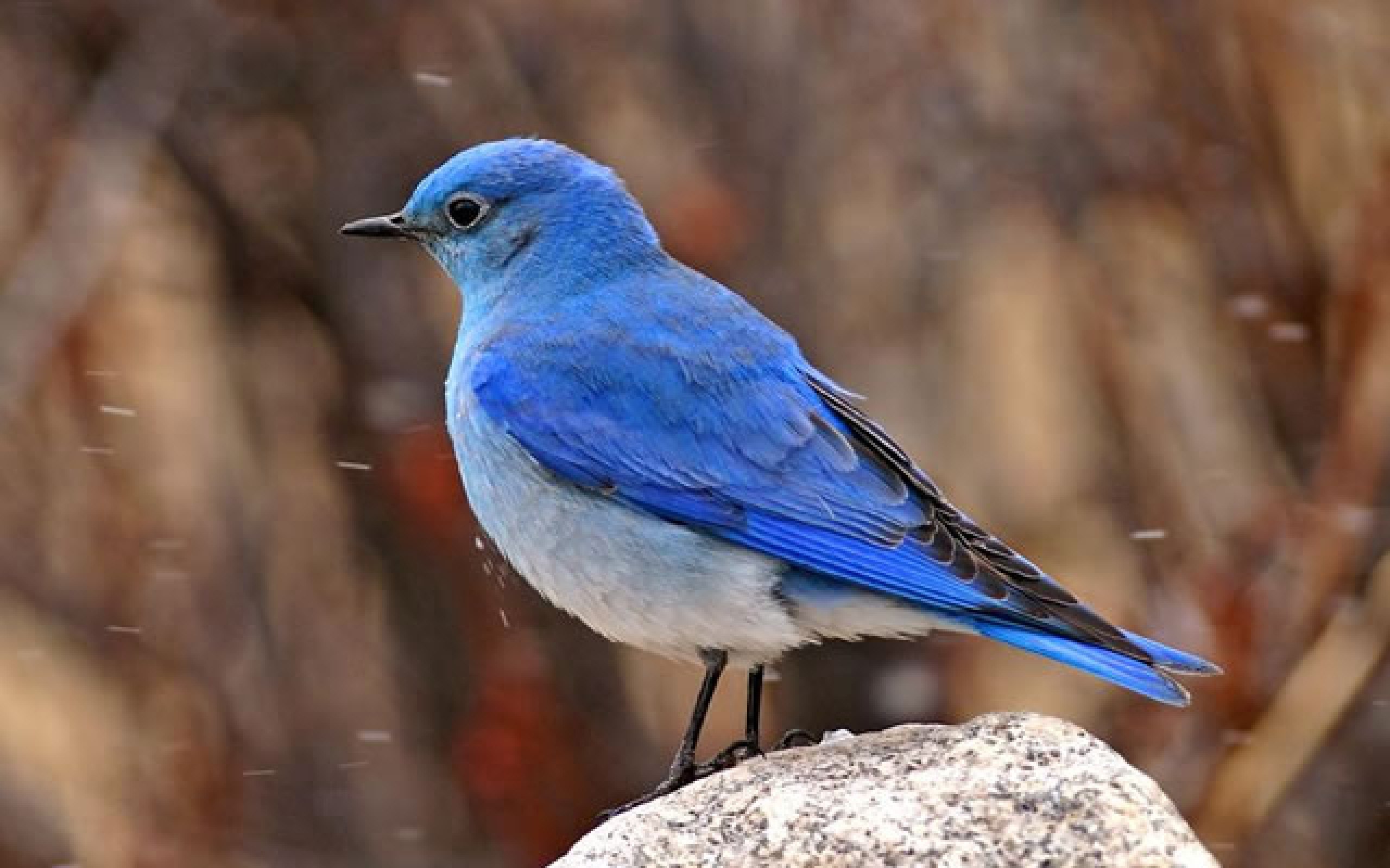 Дерево синей птицы. Голубая Грандала. Лазоревая птица Грандала. Синяя птица. Синяя птичка.