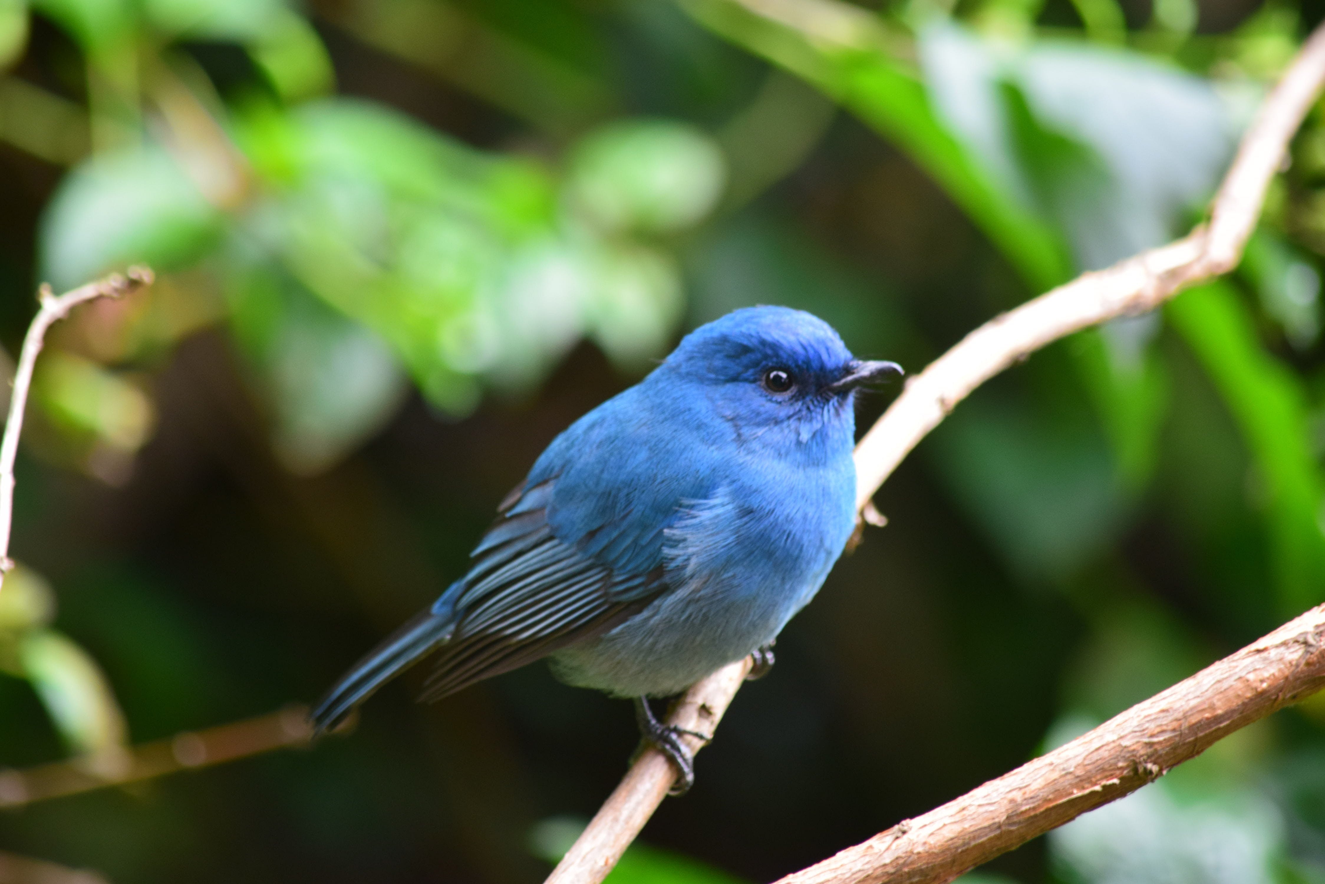 синяя птичка название фото