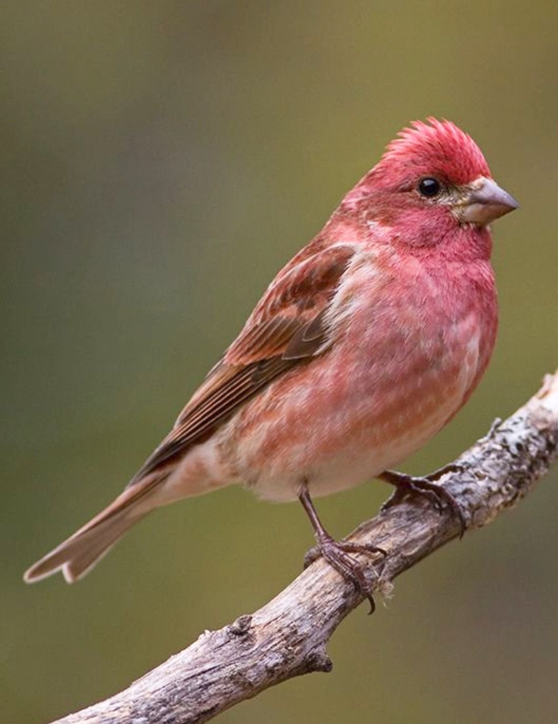 Птицы с красноватой грудкой фото