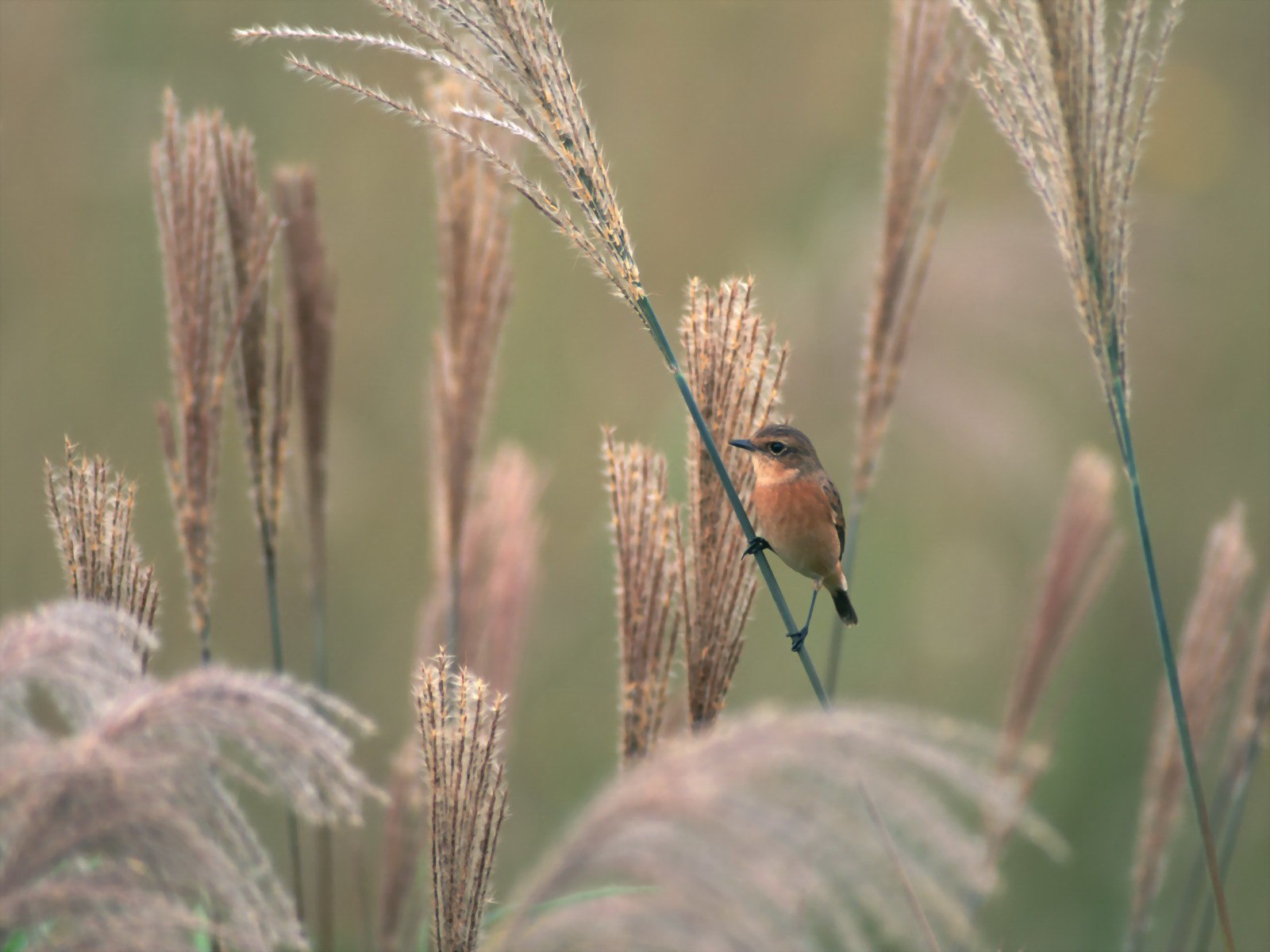 Пшеничная птица. Птицы в поле. Птичка на травинке. Пшеничное поле с птицами. Птицы на колосках пшеницы.