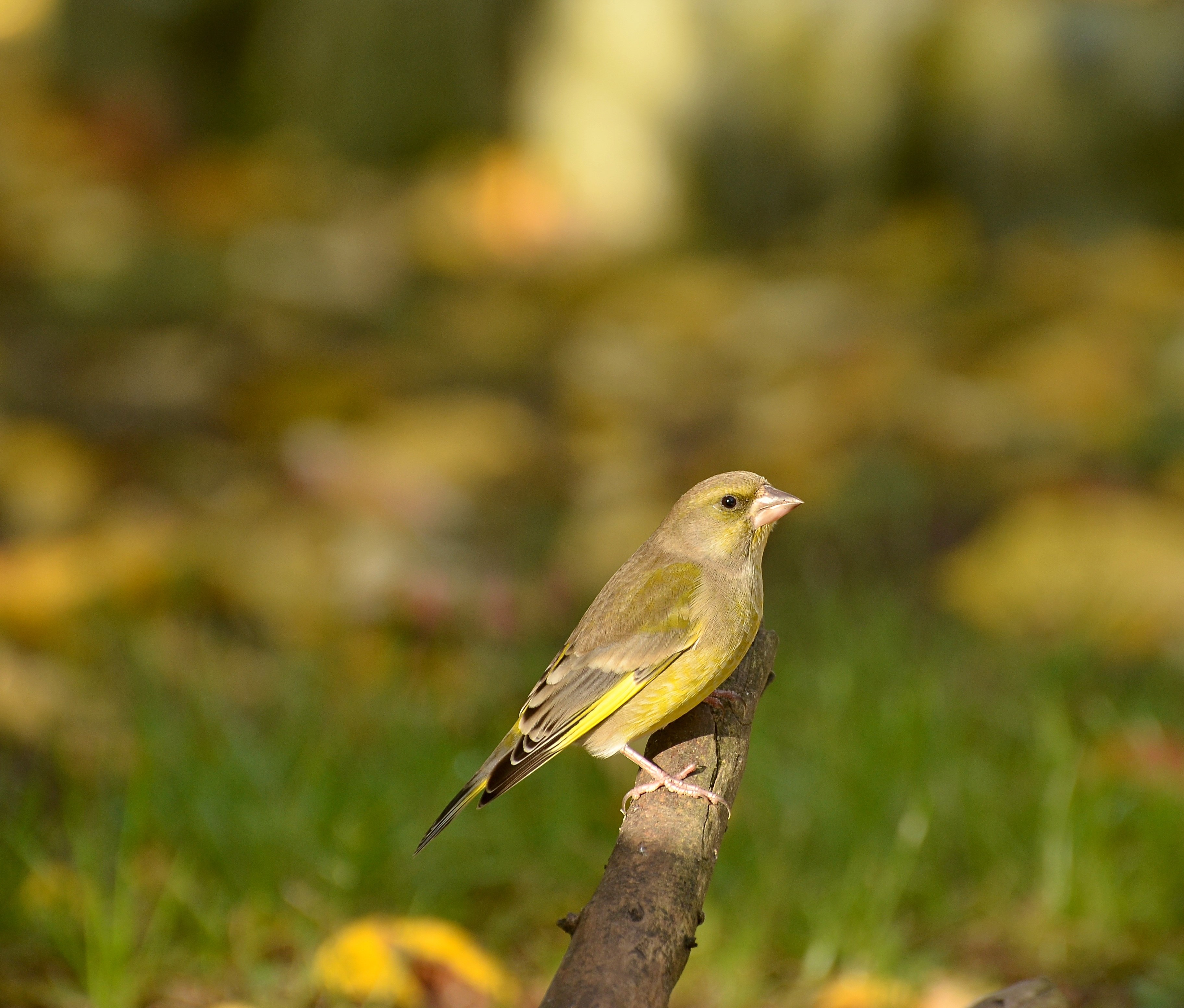 Птичка с желтой спинкой фото