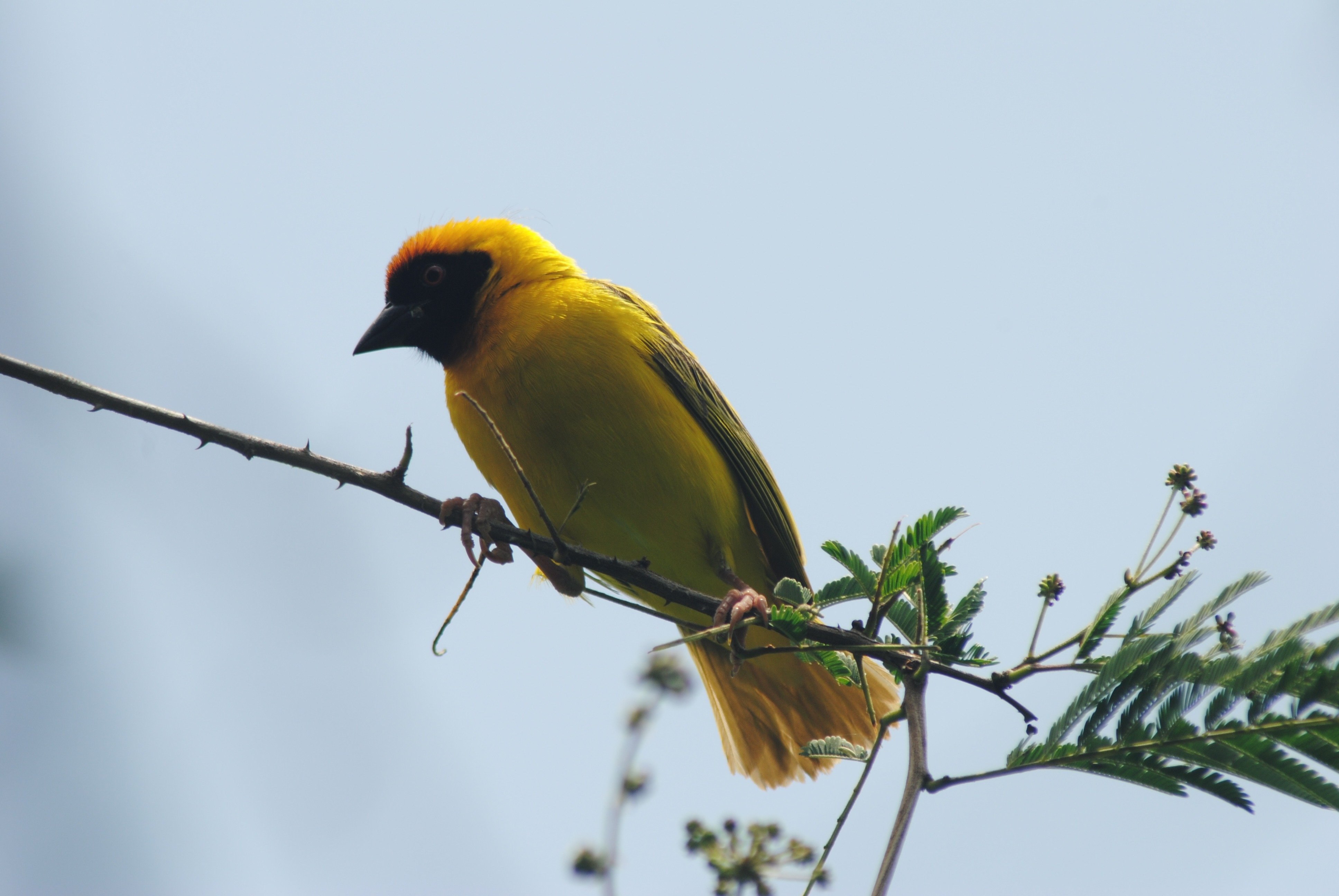 Птичка с желтой спинкой фото