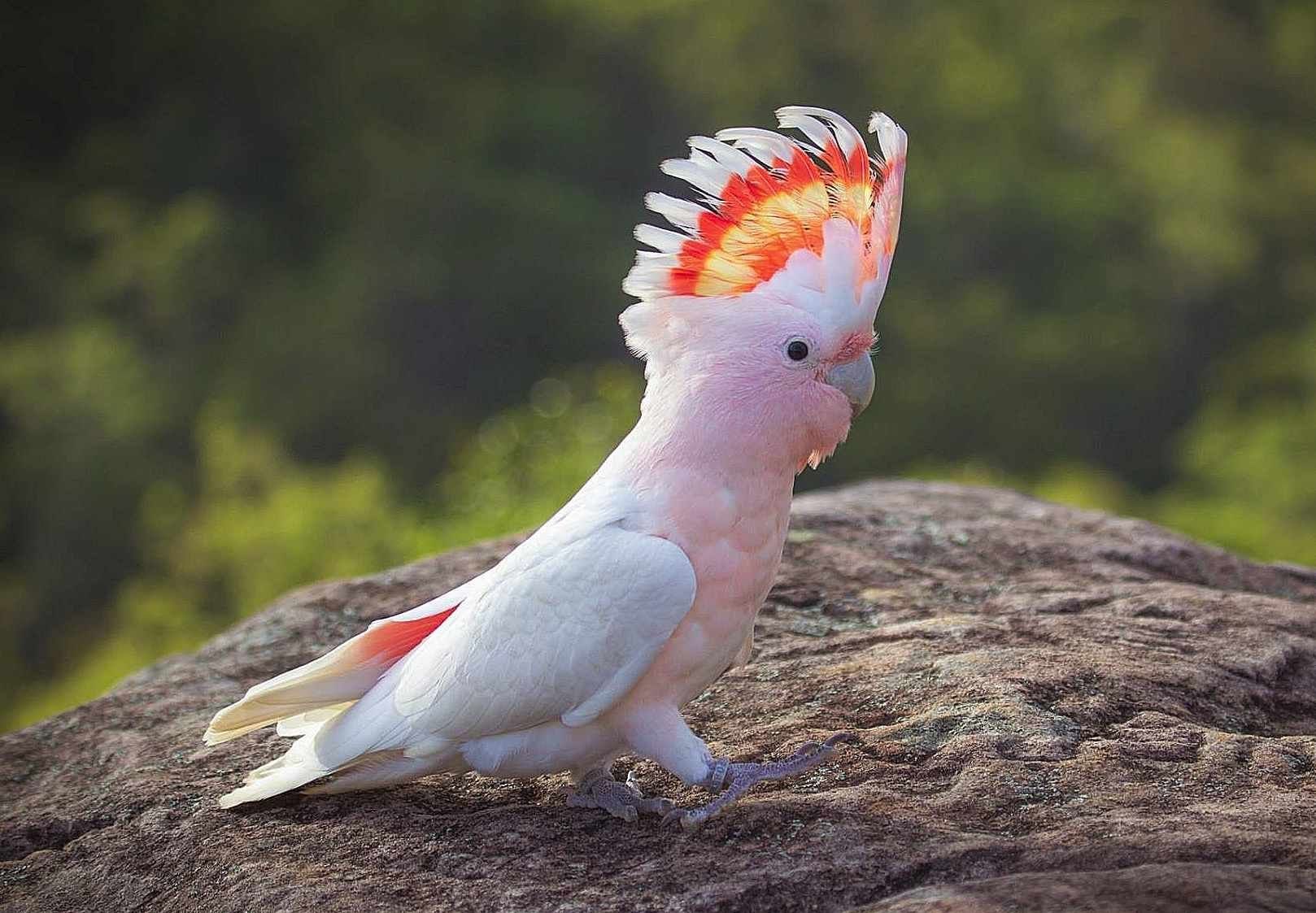 Какаду оранжевый. Попугай Какаду. Попугай Какаду розовый. Австралийский попугай Какаду. Какаду Инка в Австралии.