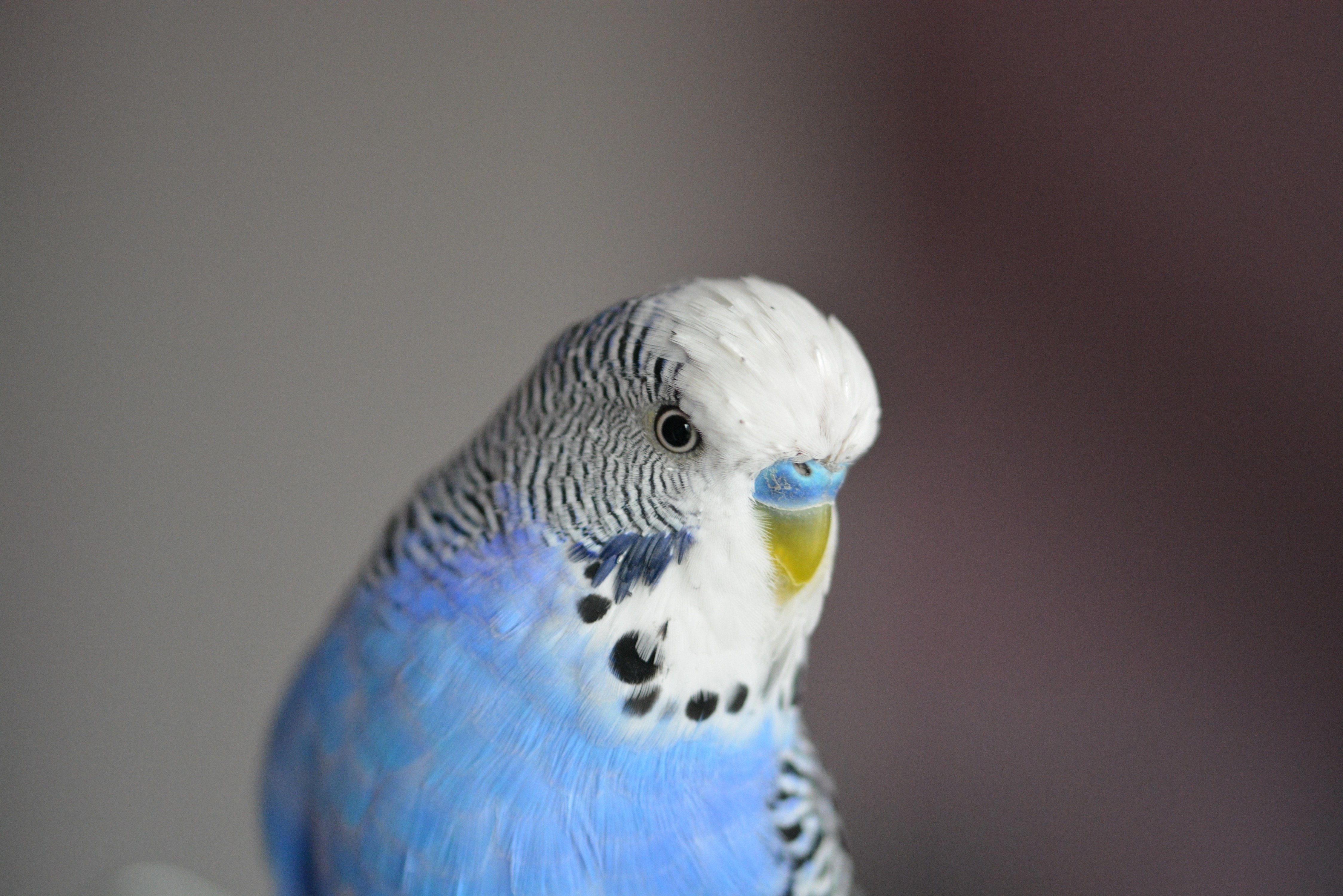 Волнистый попугай фото. Волнистый попугайчик голубой. Голубые попугайчики волнистики. Волнистый попугайчик фиолетовый. Волнистый попугайчик голубой голубой.