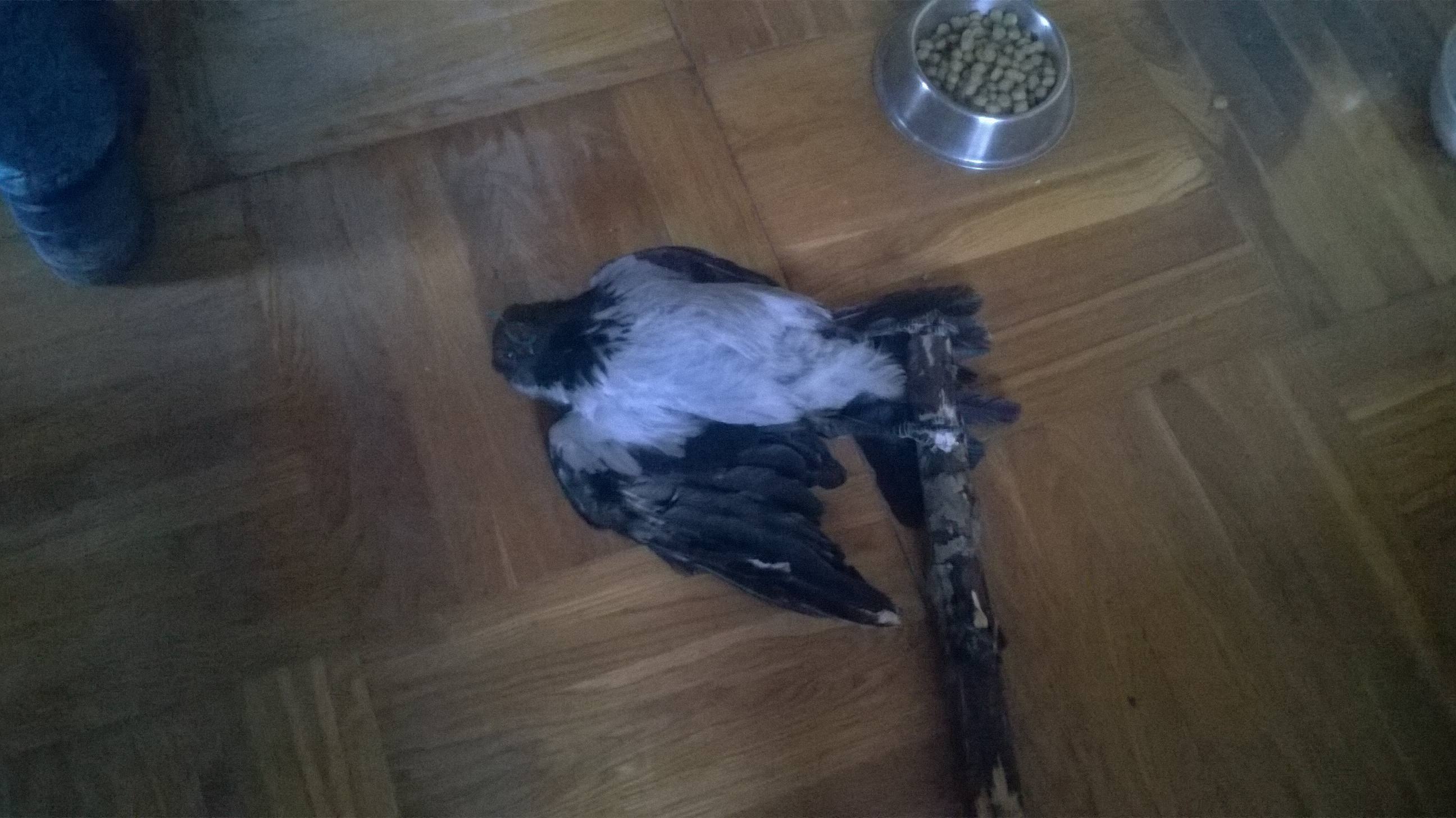 Ворона сломал крыло. Сломанное крыло вороны. Ноги ворона.
