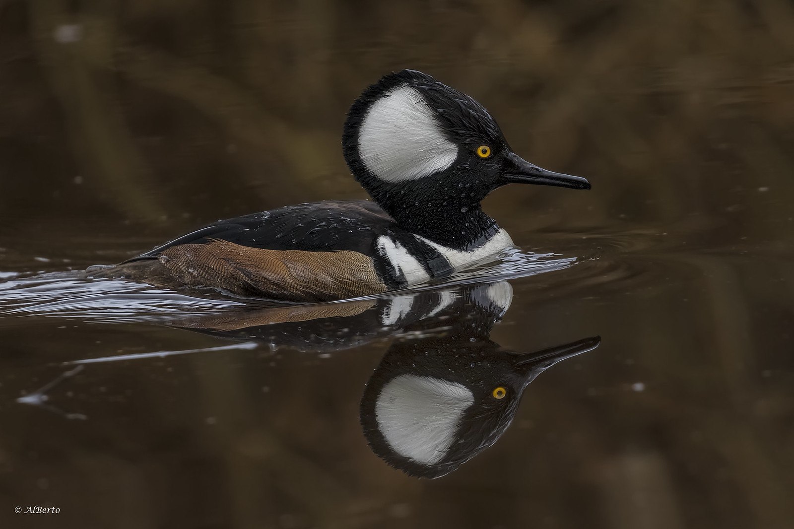 Mergellus cucullatus