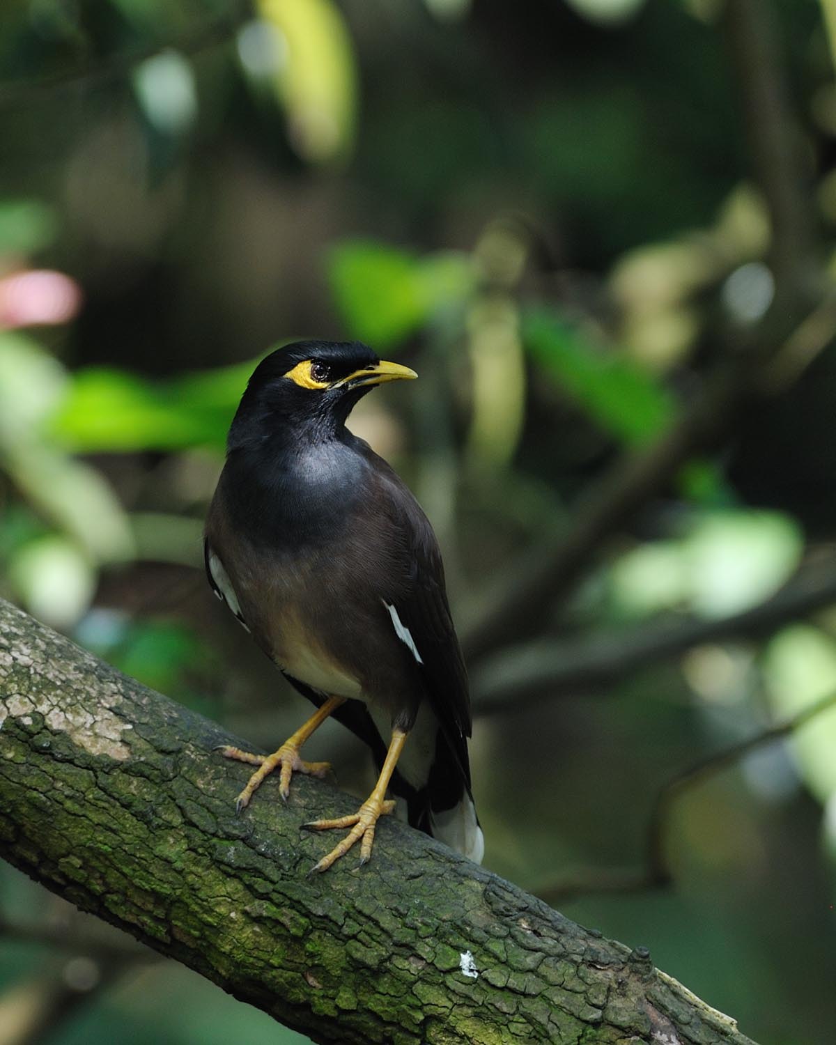 Acridotheres tristis