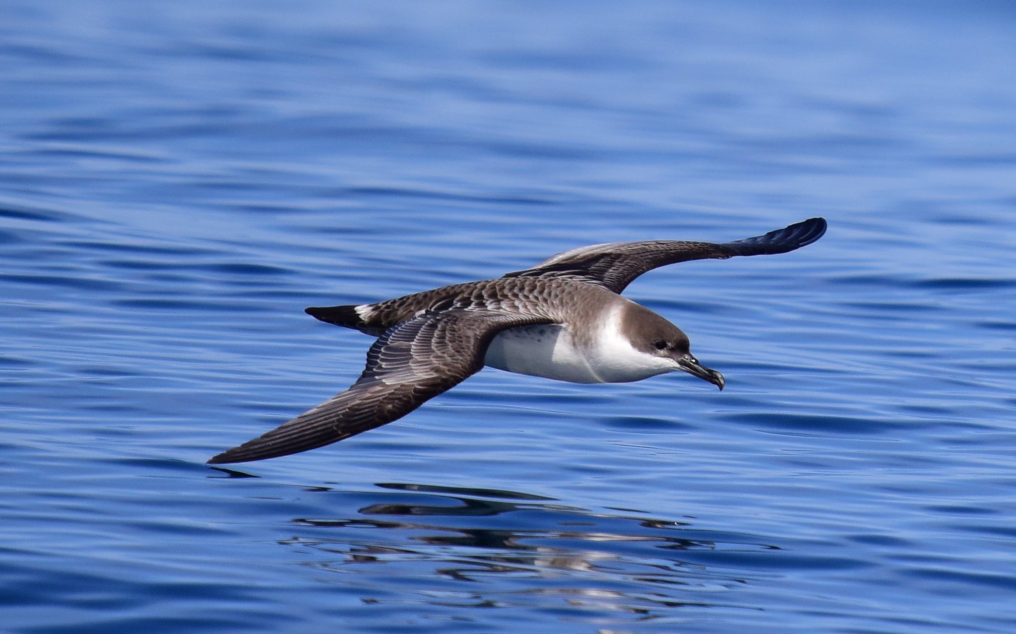 Буревестник малый (Puffinus Puffinus)