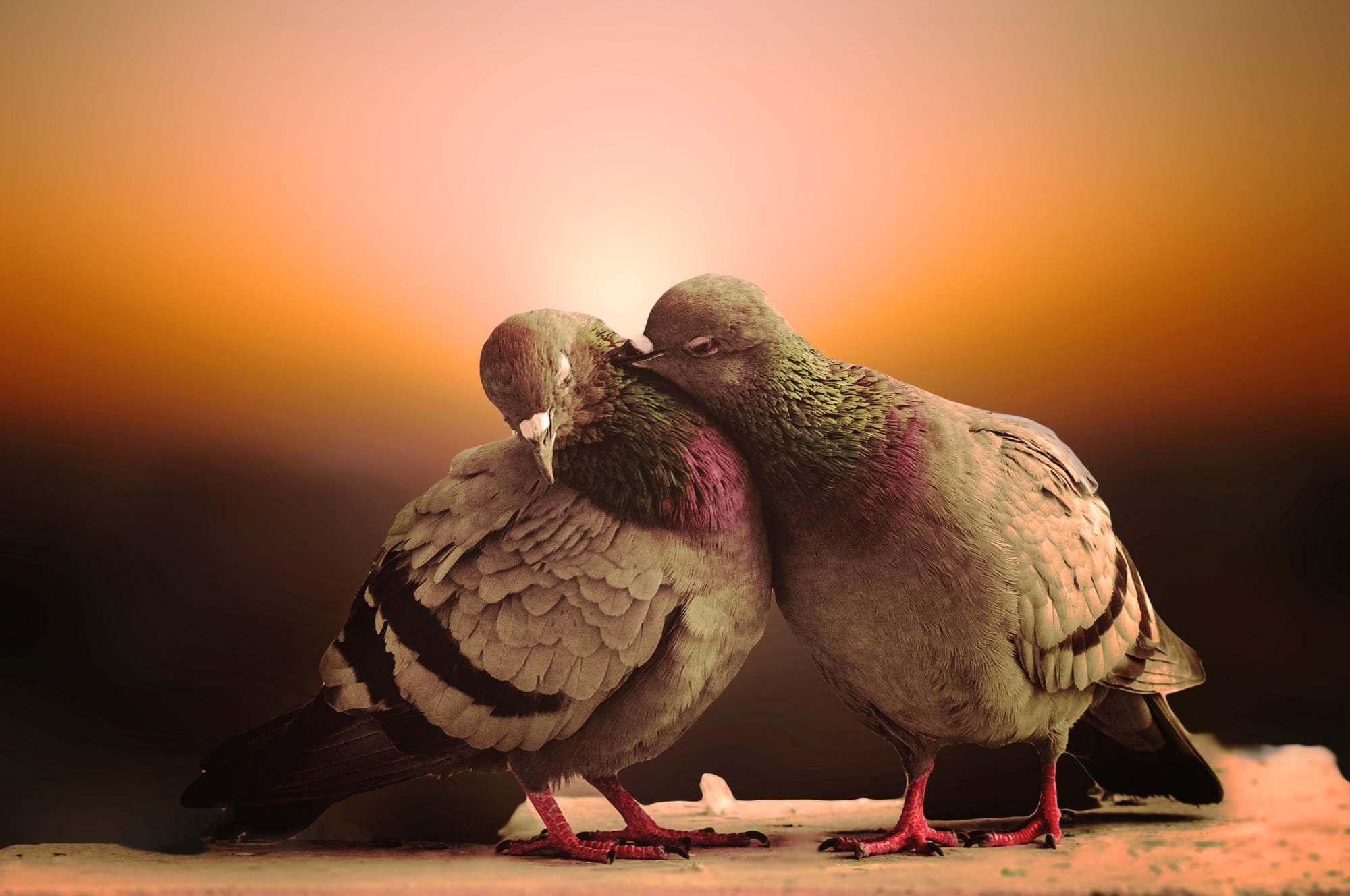 Птица любовь текст. Красивые голуби. Голуби воркуют. Голуби обнимаются. Птица любви.