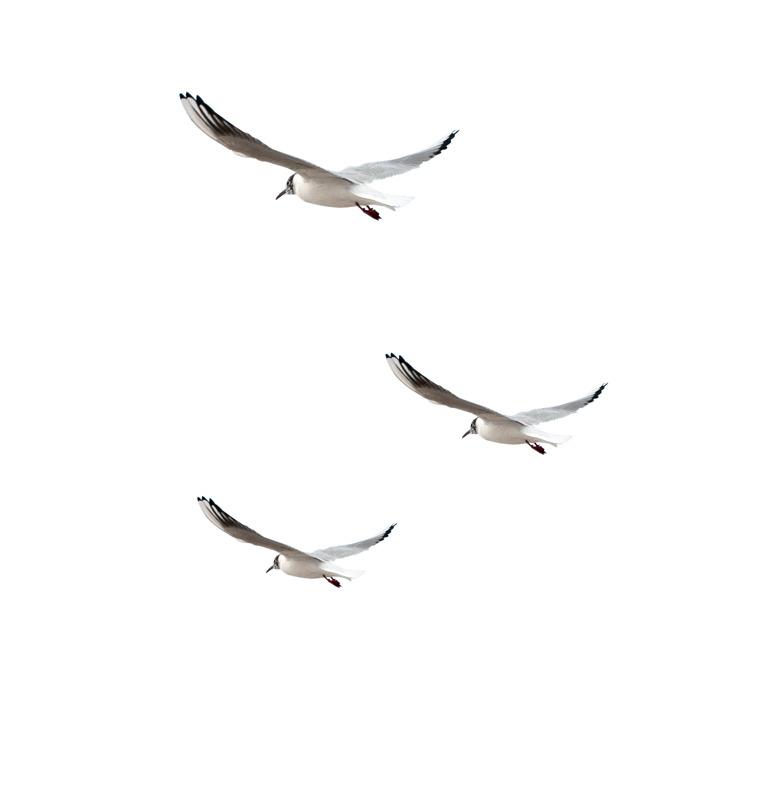 Гиф чайка летит на прозрачном фоне