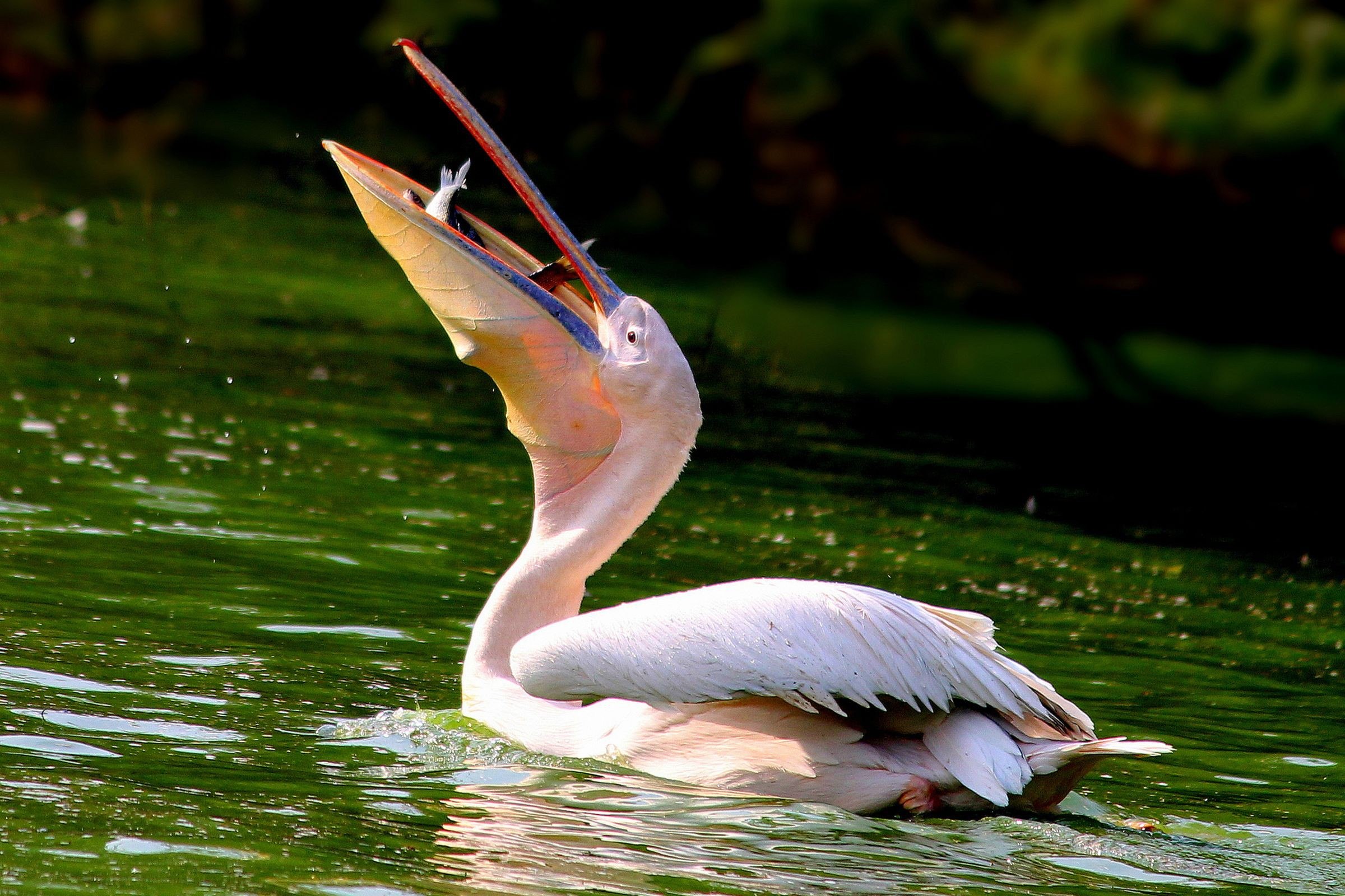 Пеликан ловит рыбу. Птицы Пеликан розовый Пеликан. Розовый Пеликан (Pelecanus onocrotalus). Розовый Пеликан красная книга. Розовый Пеликан среда обитания.