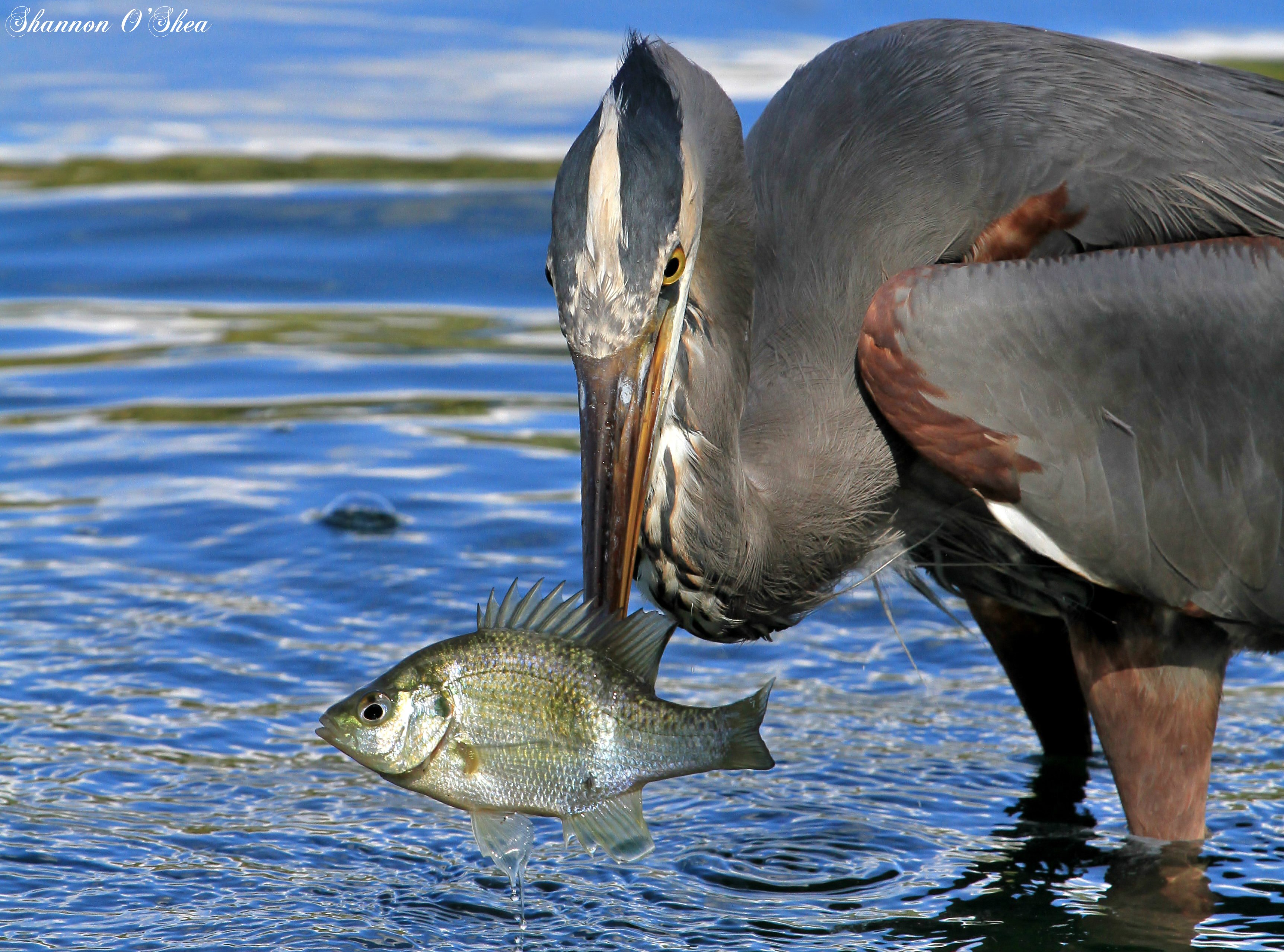 Рыбы и птицы особенности. Птицы питающиеся рыбой. Водоплавающие рыбы. Птица поедающая рыбу. Цапля заглатывает рыбу.