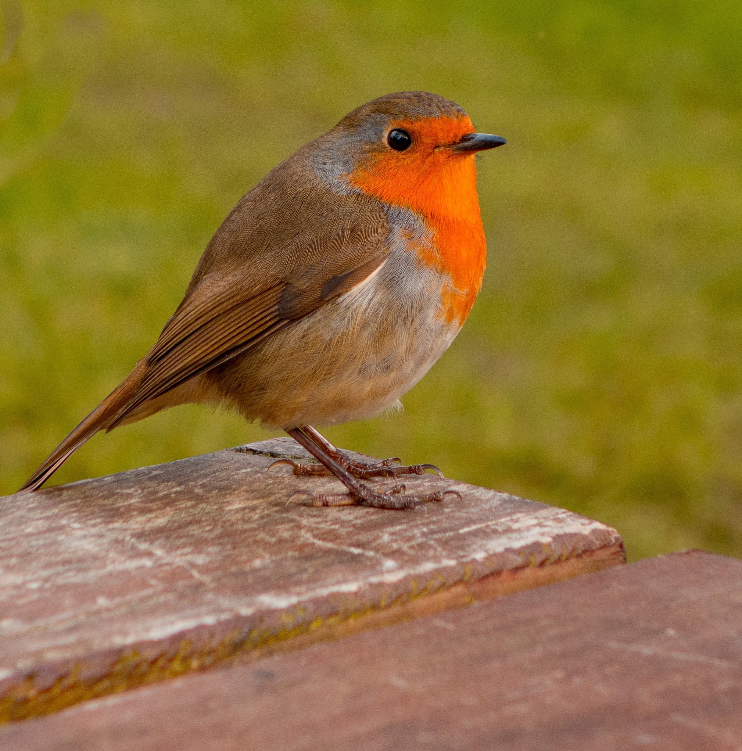 Летняя птичка с красной грудкой название фото