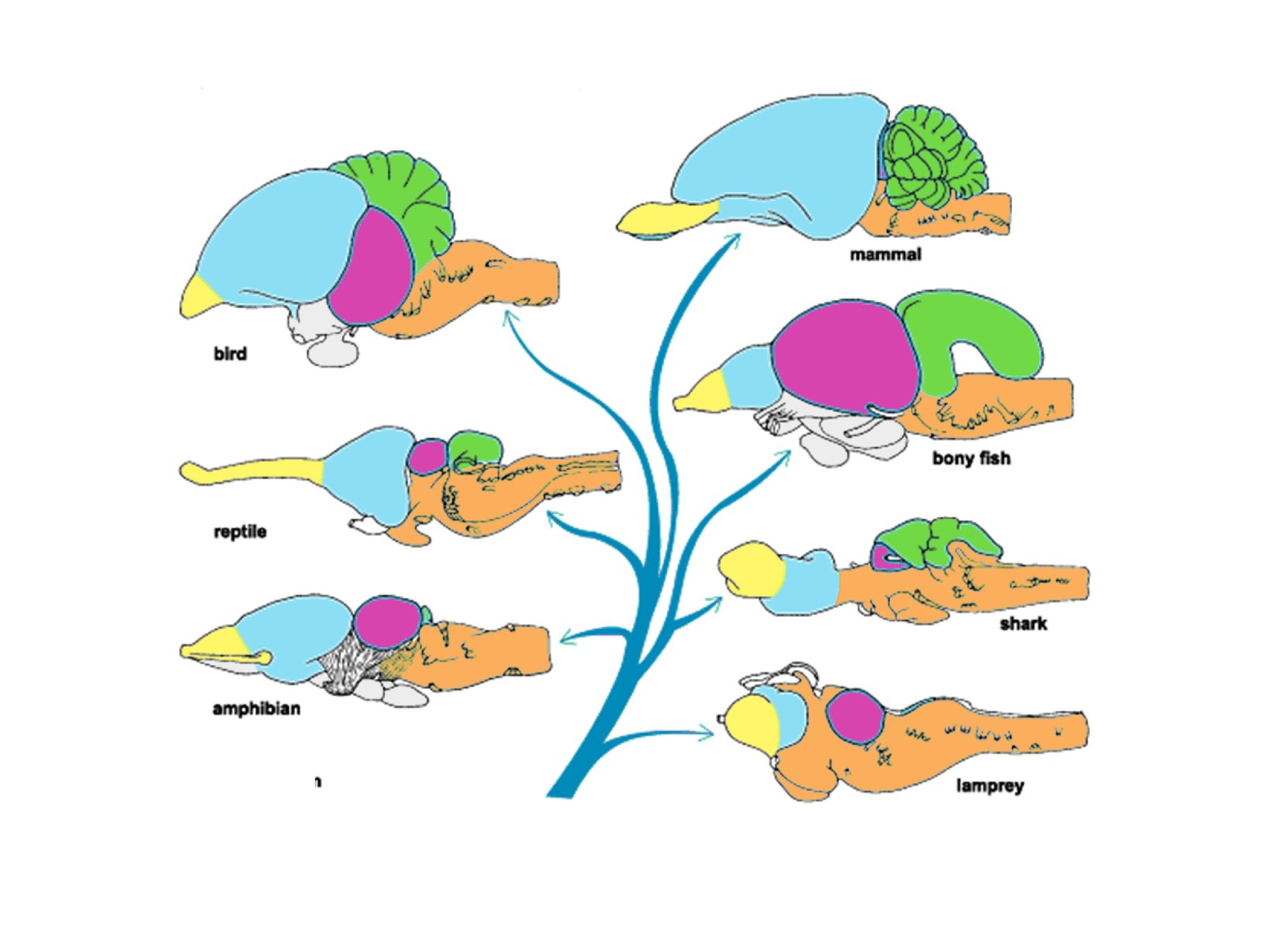 Эволюция мозга у позвоночных животных